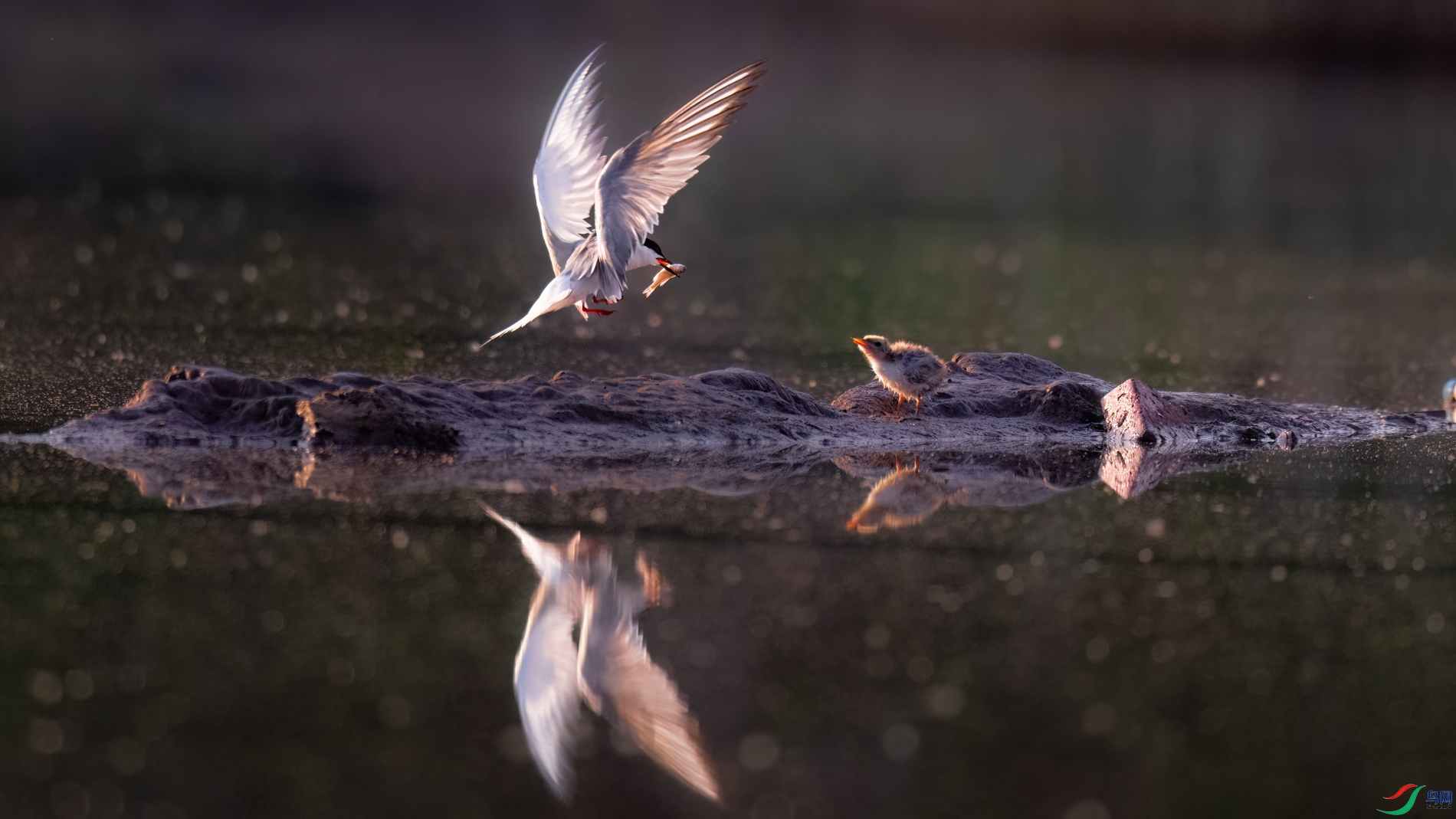 DSC_4752sen2026-6-1-16-�༭.jpg