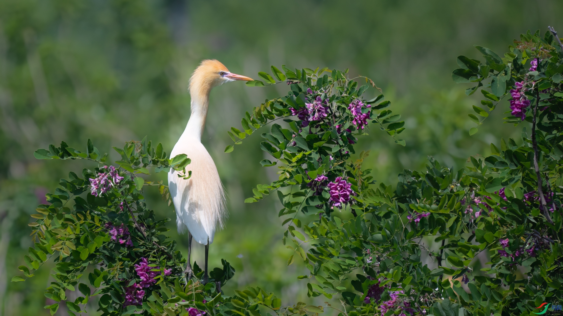 DSC_9022sen2026-5-10-142-�༭.jpg