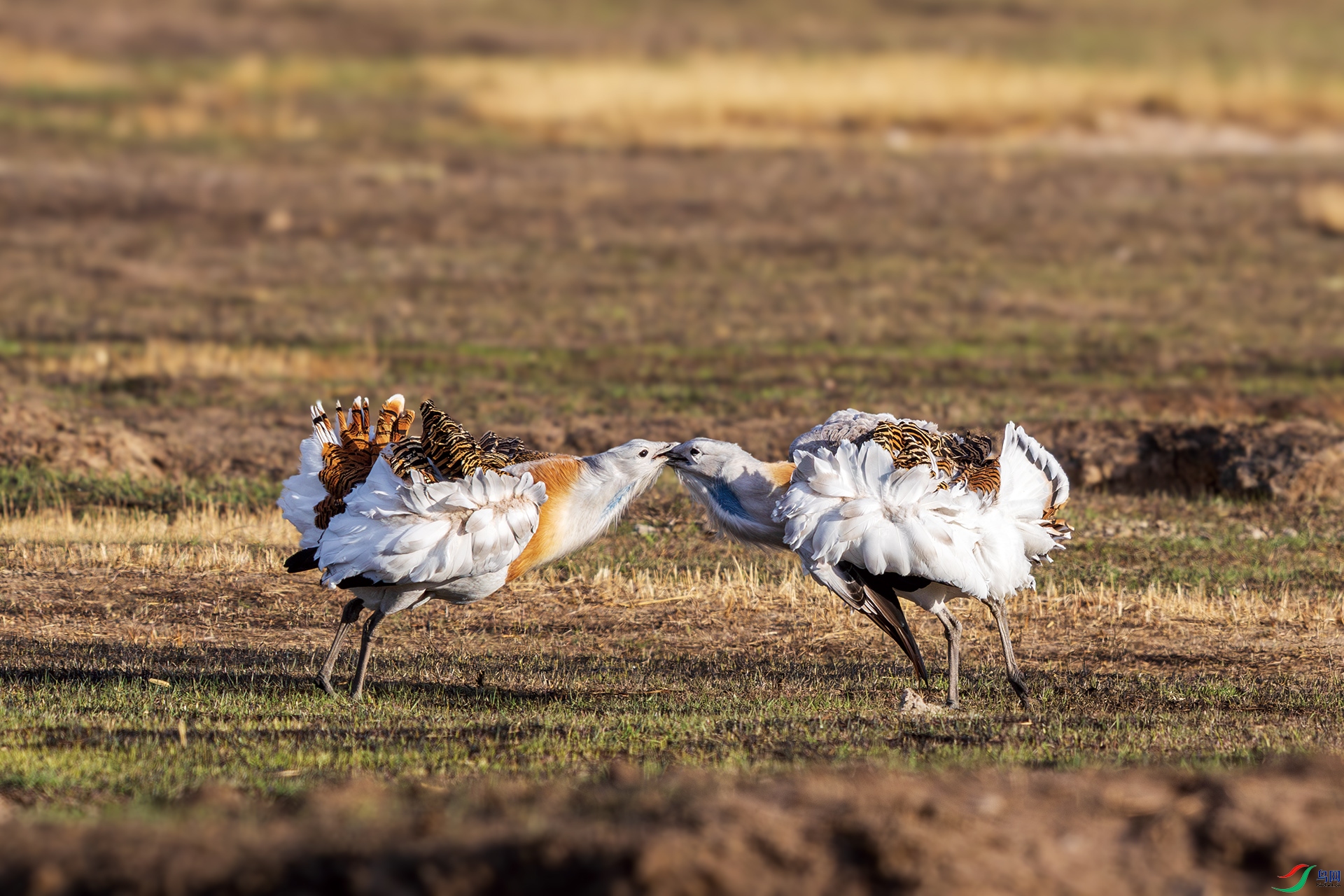 4Q0A2165-1.jpg