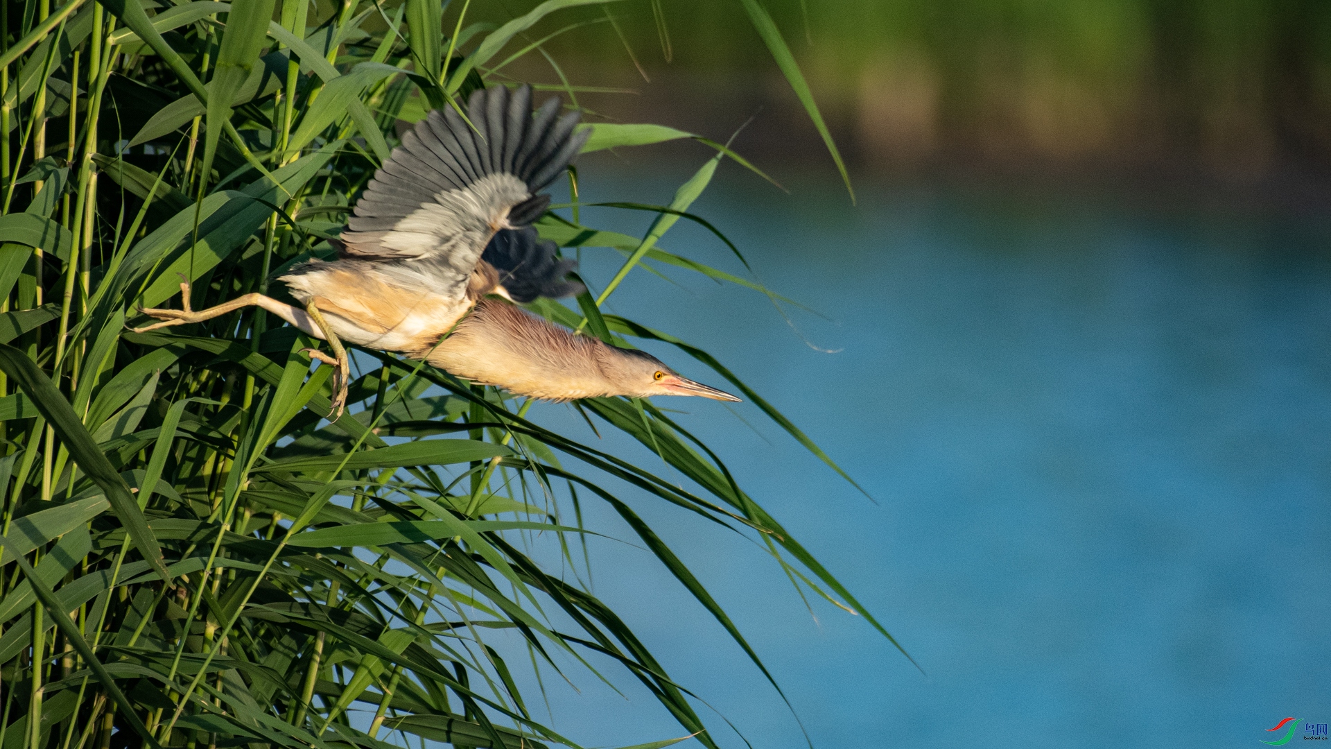 _DSC9556.jpg