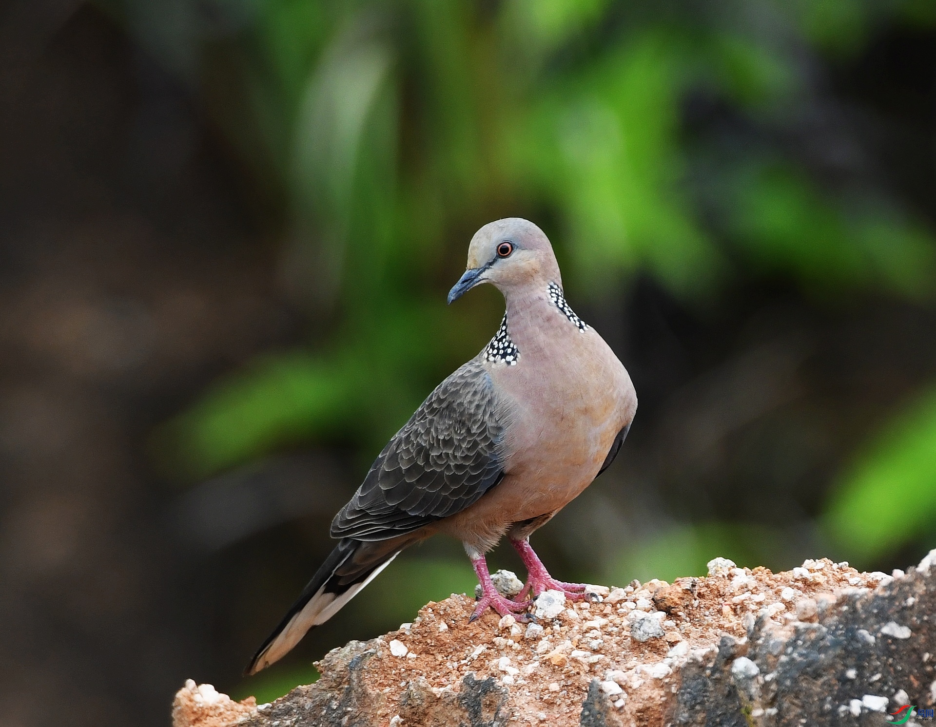 DSC_0111.jpg