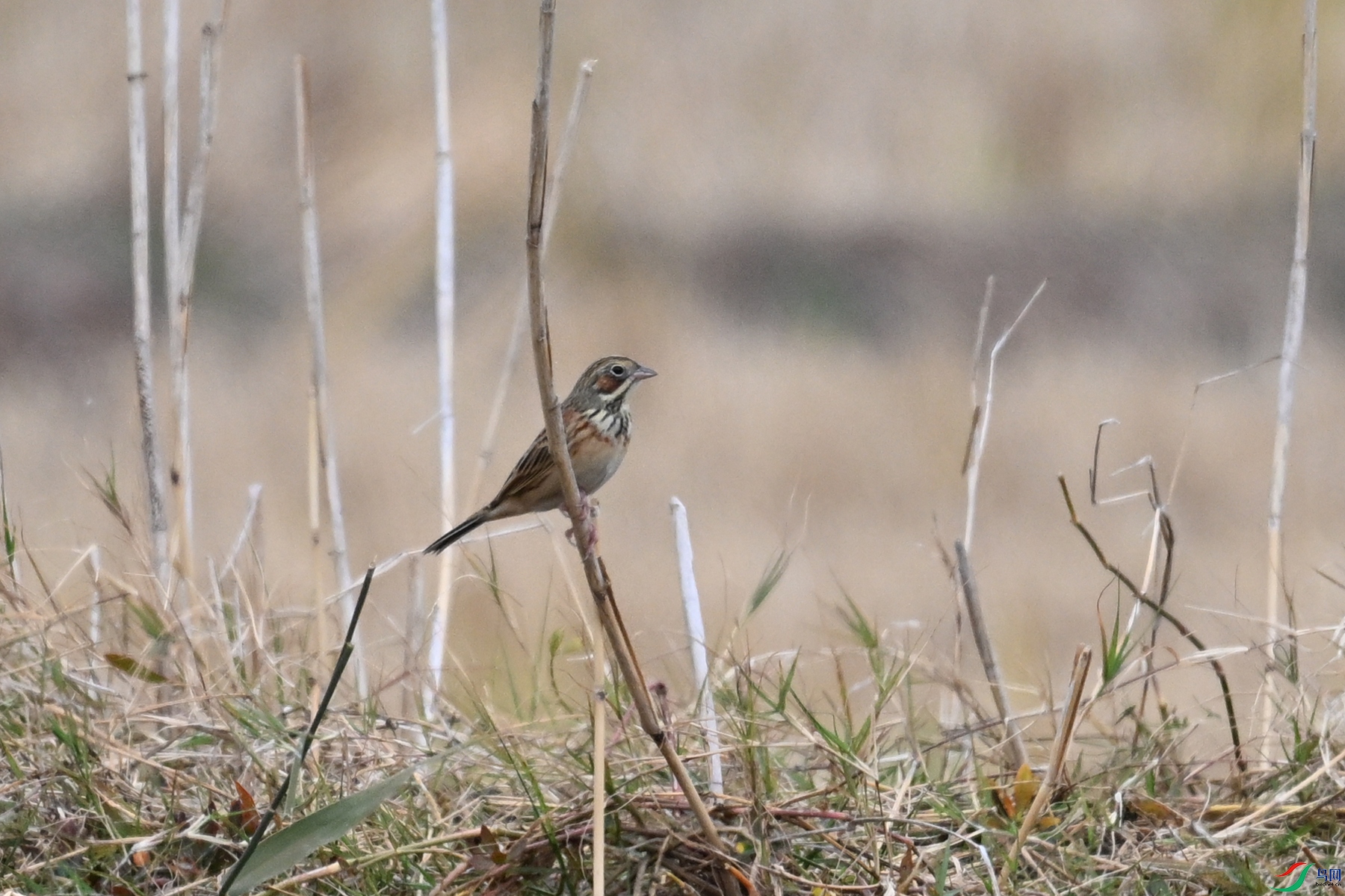 DSC_9021.JPG