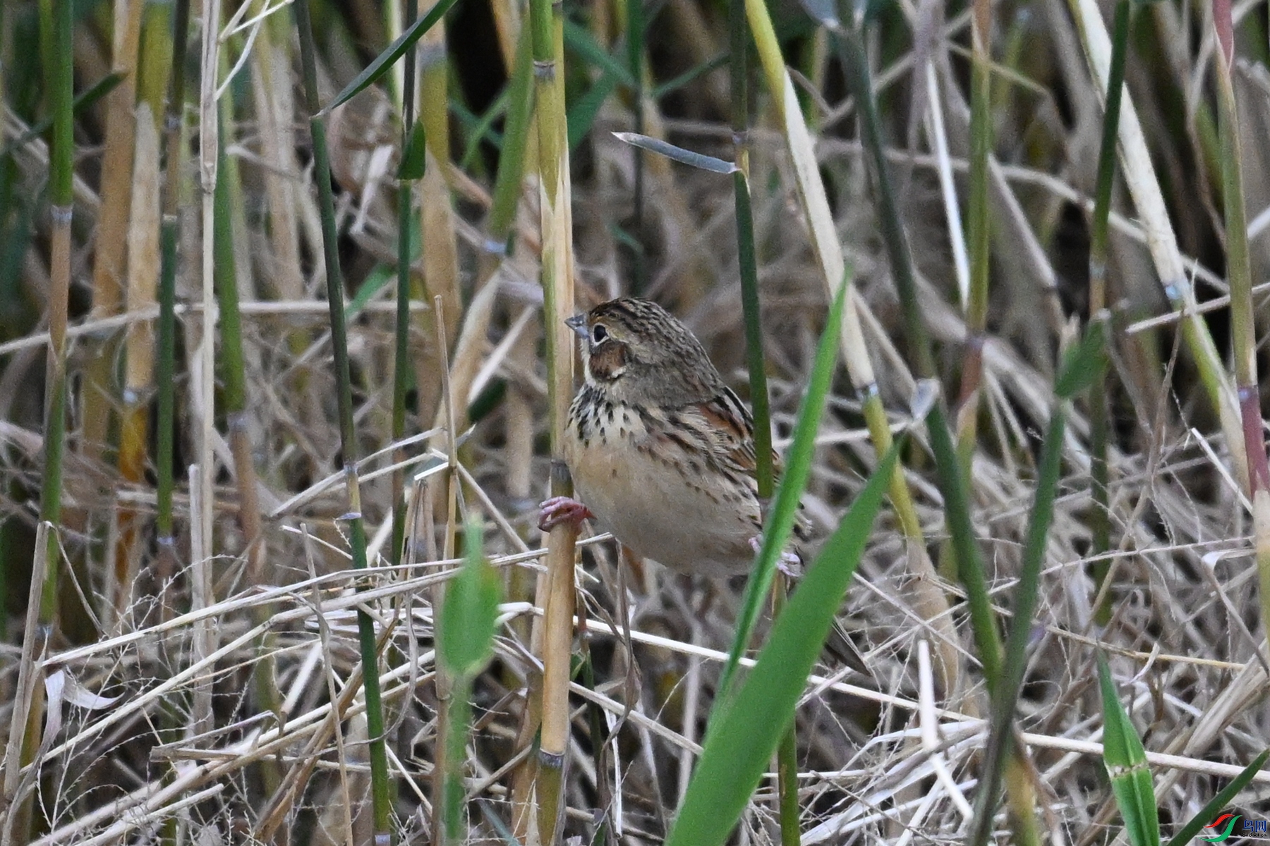 DSC_9077.JPG