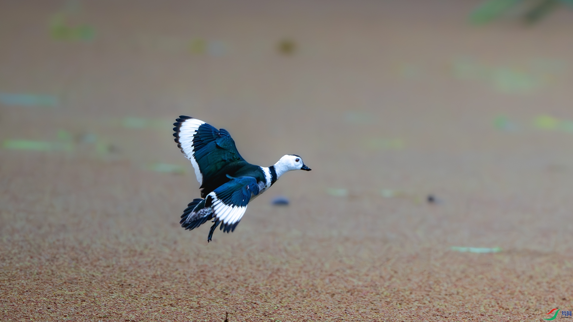 DSC_8091-����ǿ-NR ����.jpg