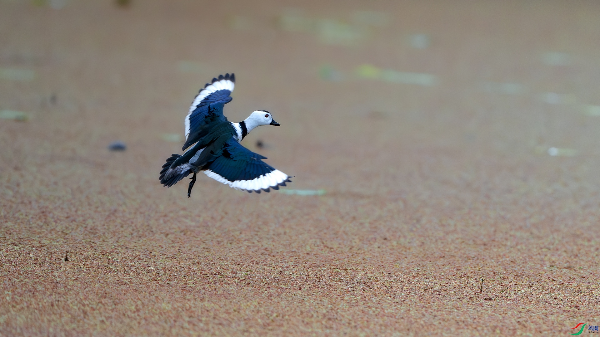 DSC_8092-����ǿ-NR ����.jpg