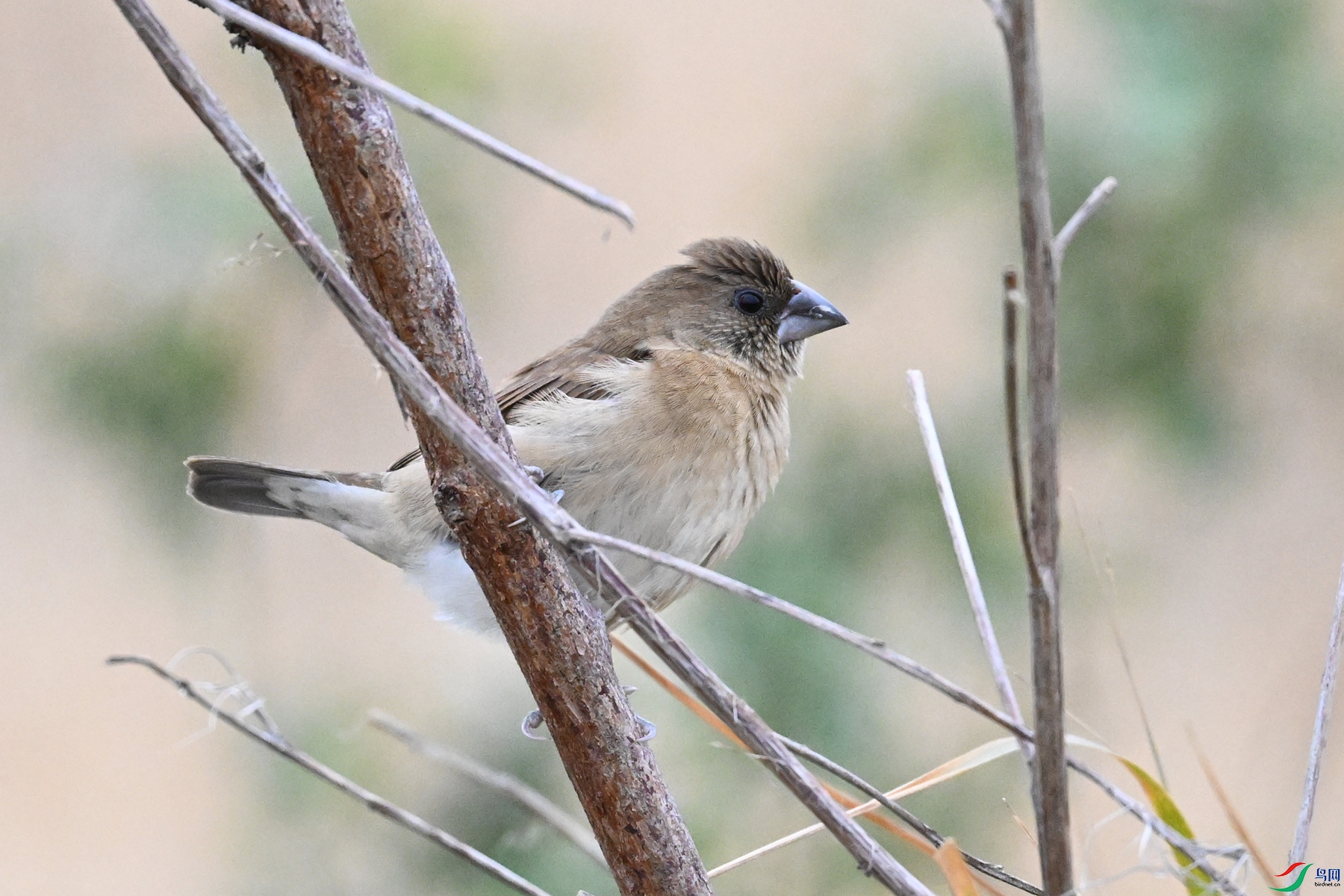 DSC_9067.JPG
