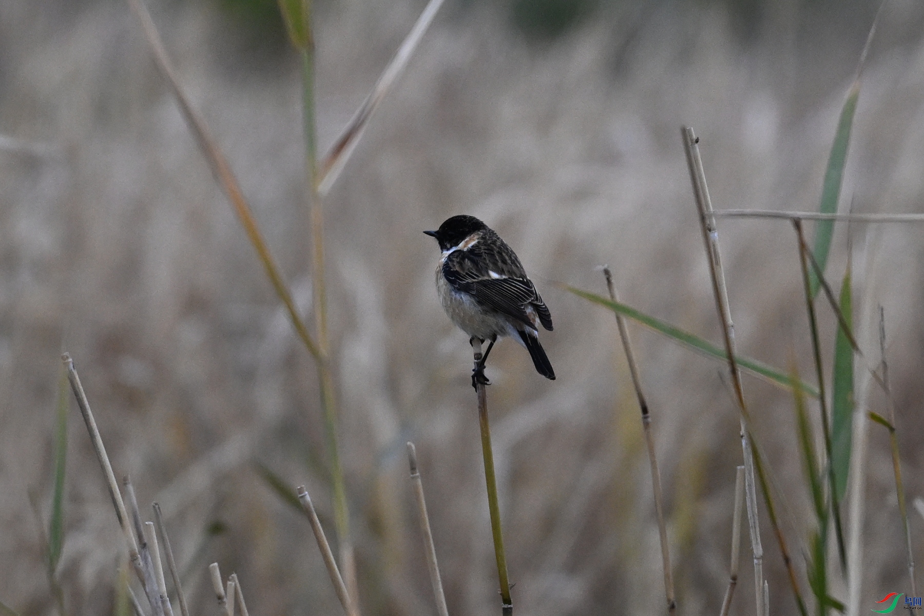 DSC_9081.JPG