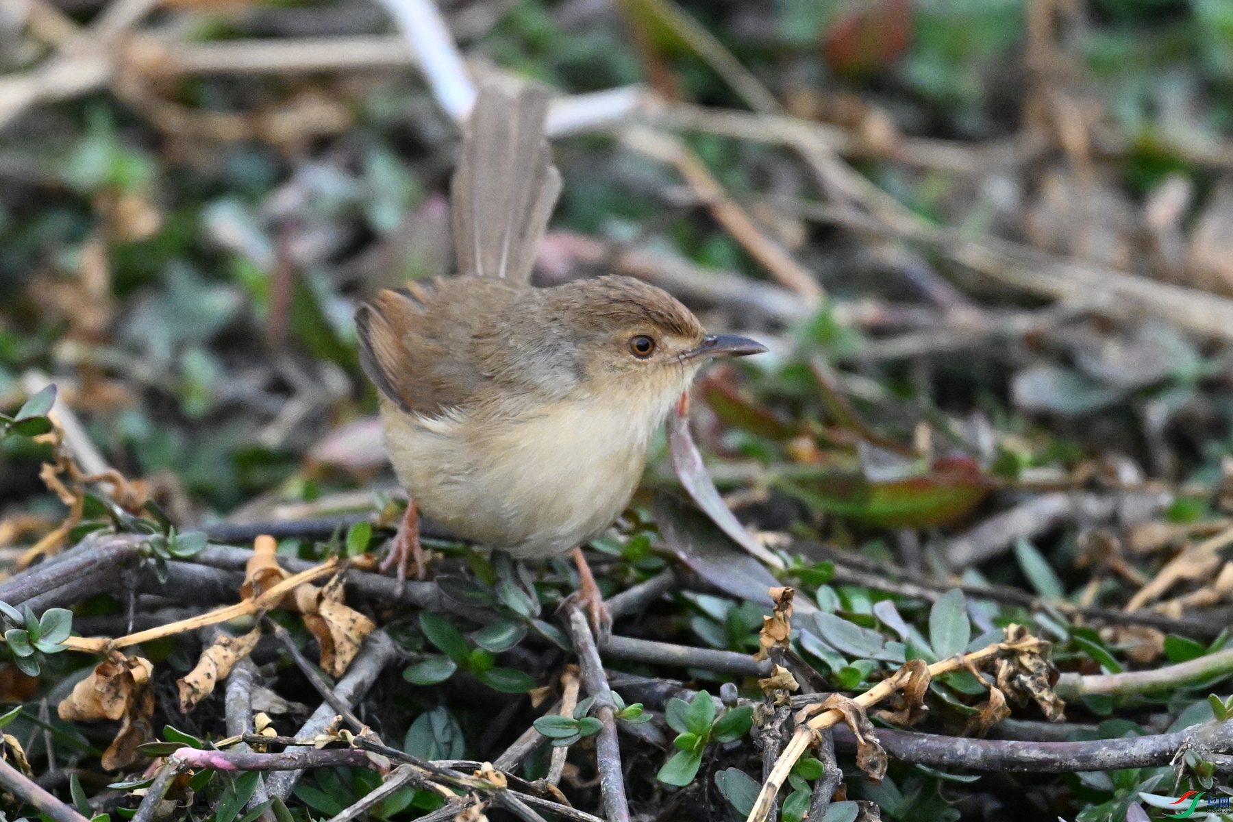 DSC_9070.JPG