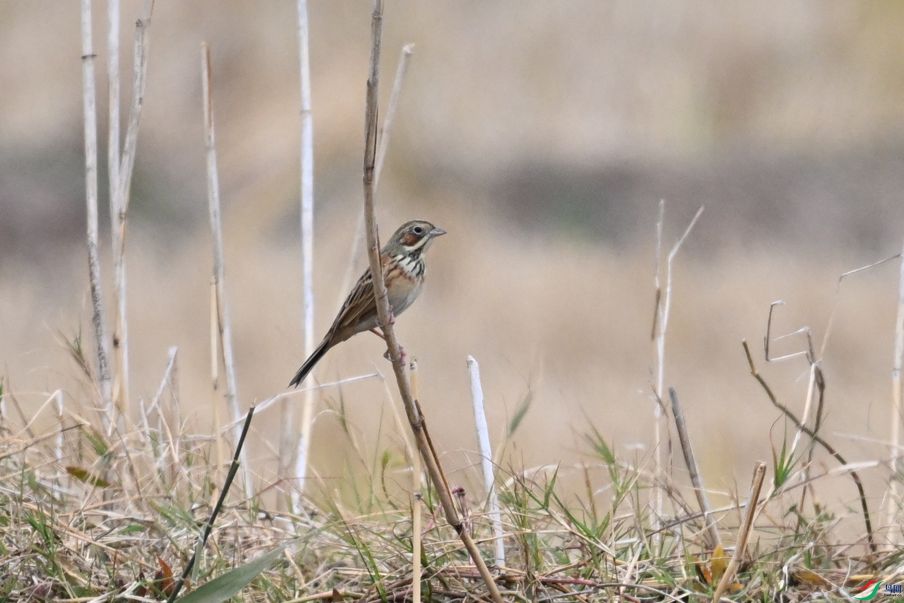 DSC_9024.JPG