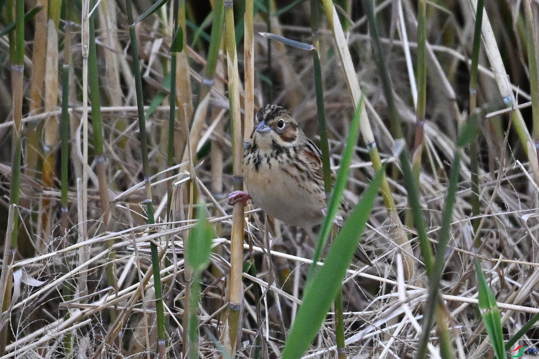 DSC_9073.JPG