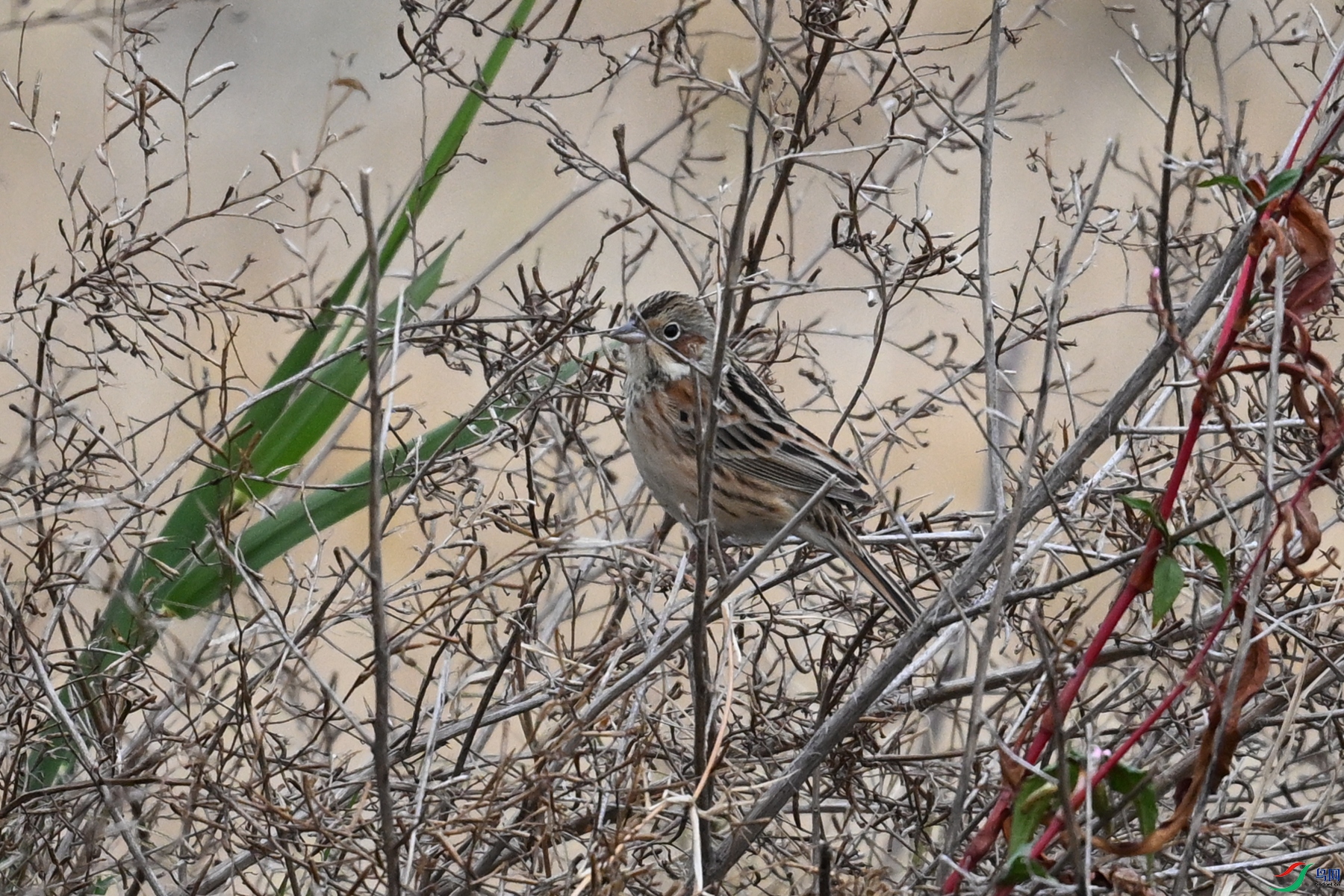 DSC_9062.JPG