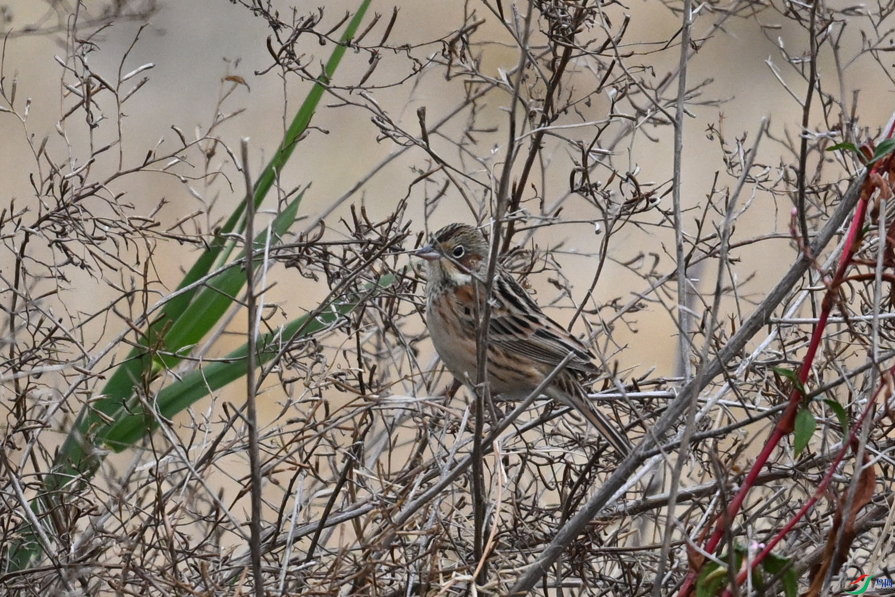 DSC_9063.JPG