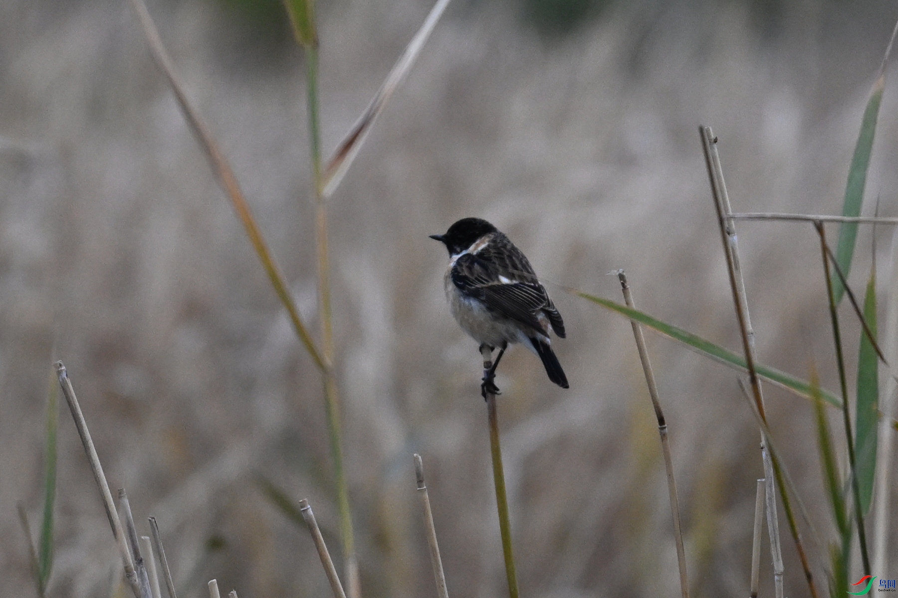 DSC_9082.JPG