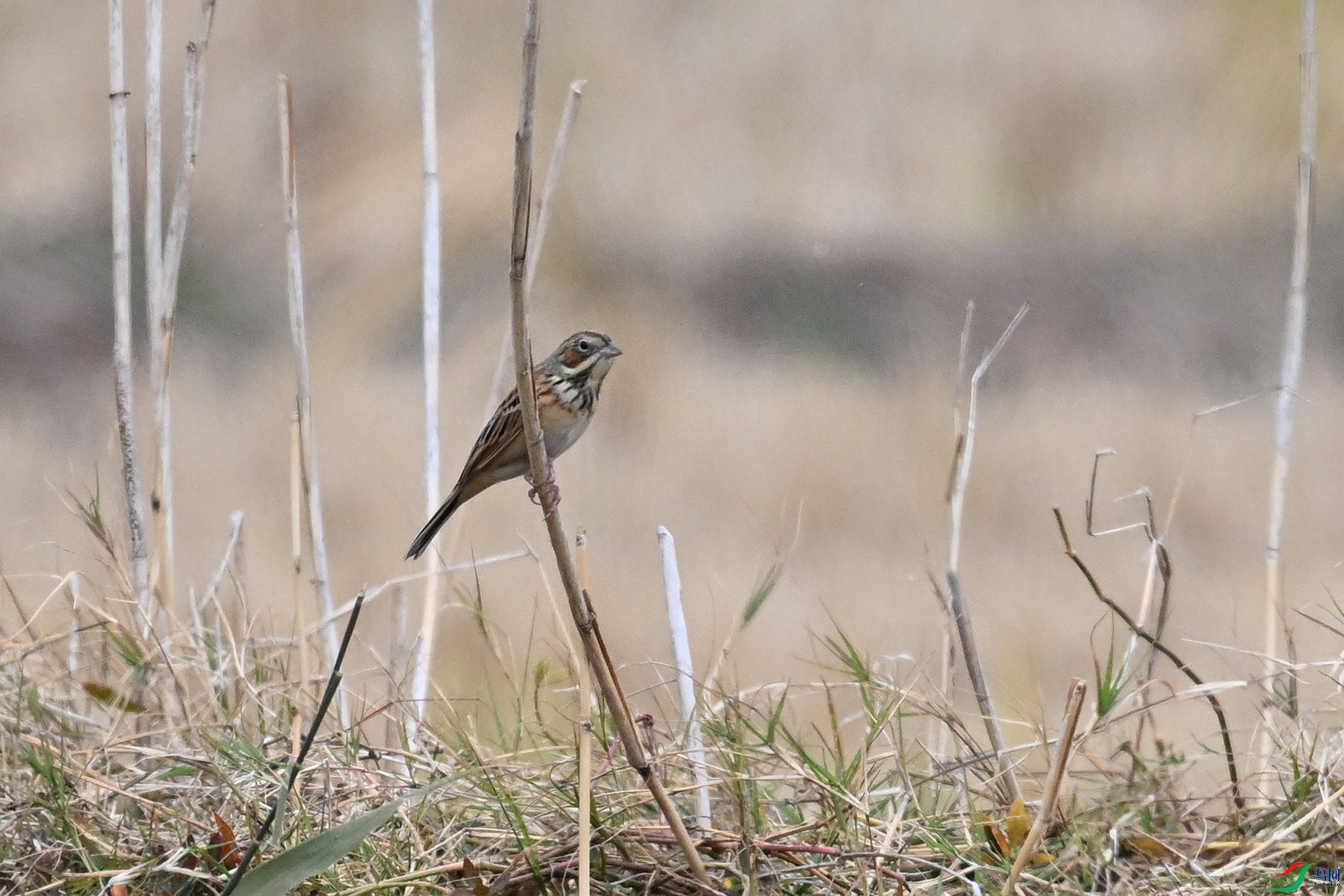 DSC_9028.JPG