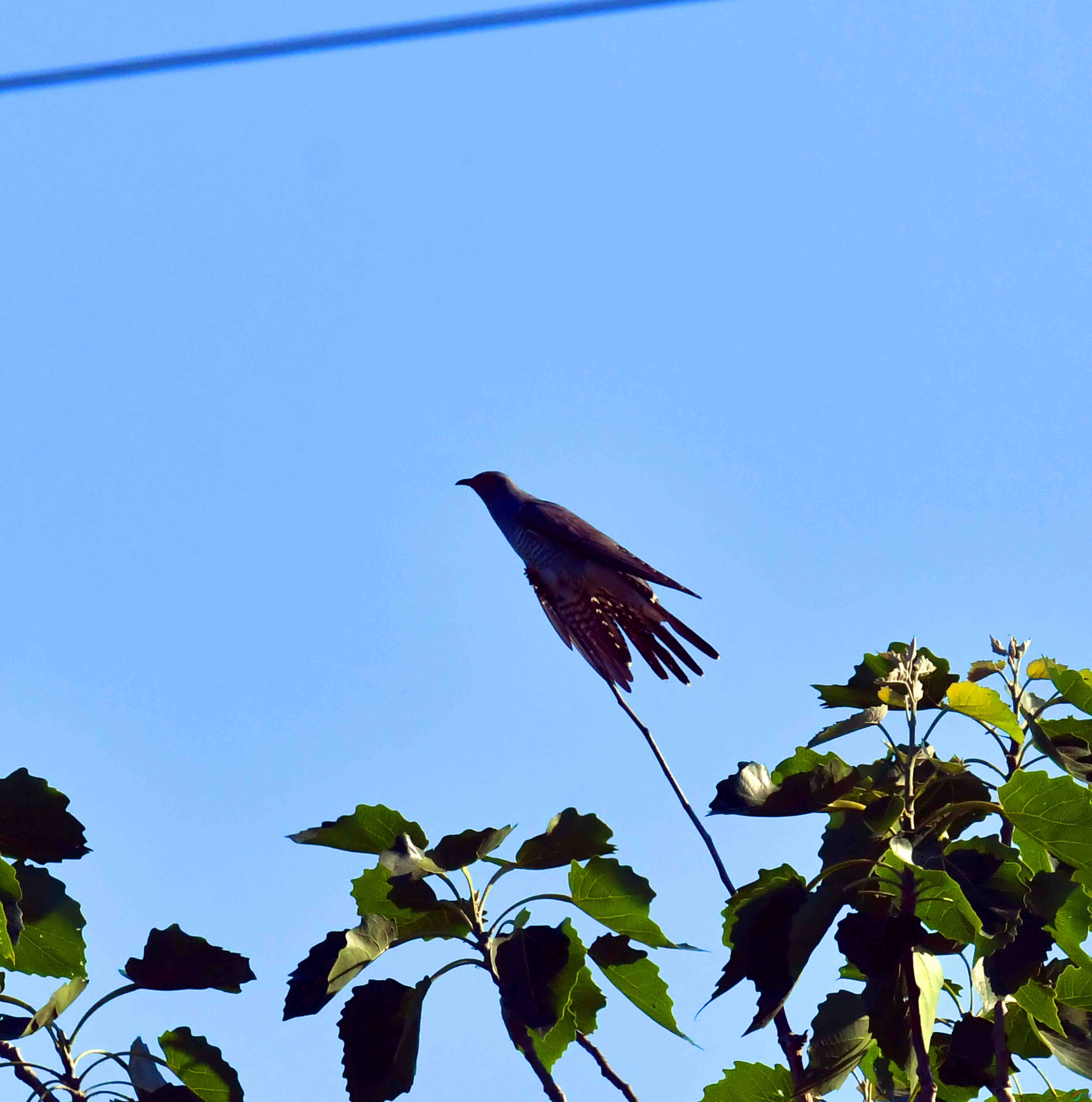 DSC_5802.JPG