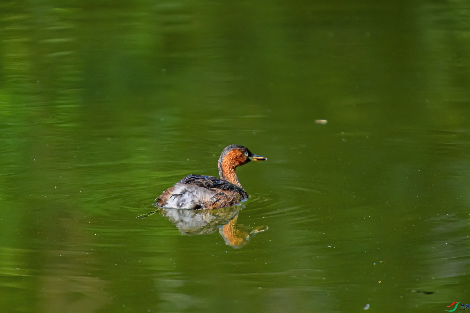 DSC_1135-11.jpg