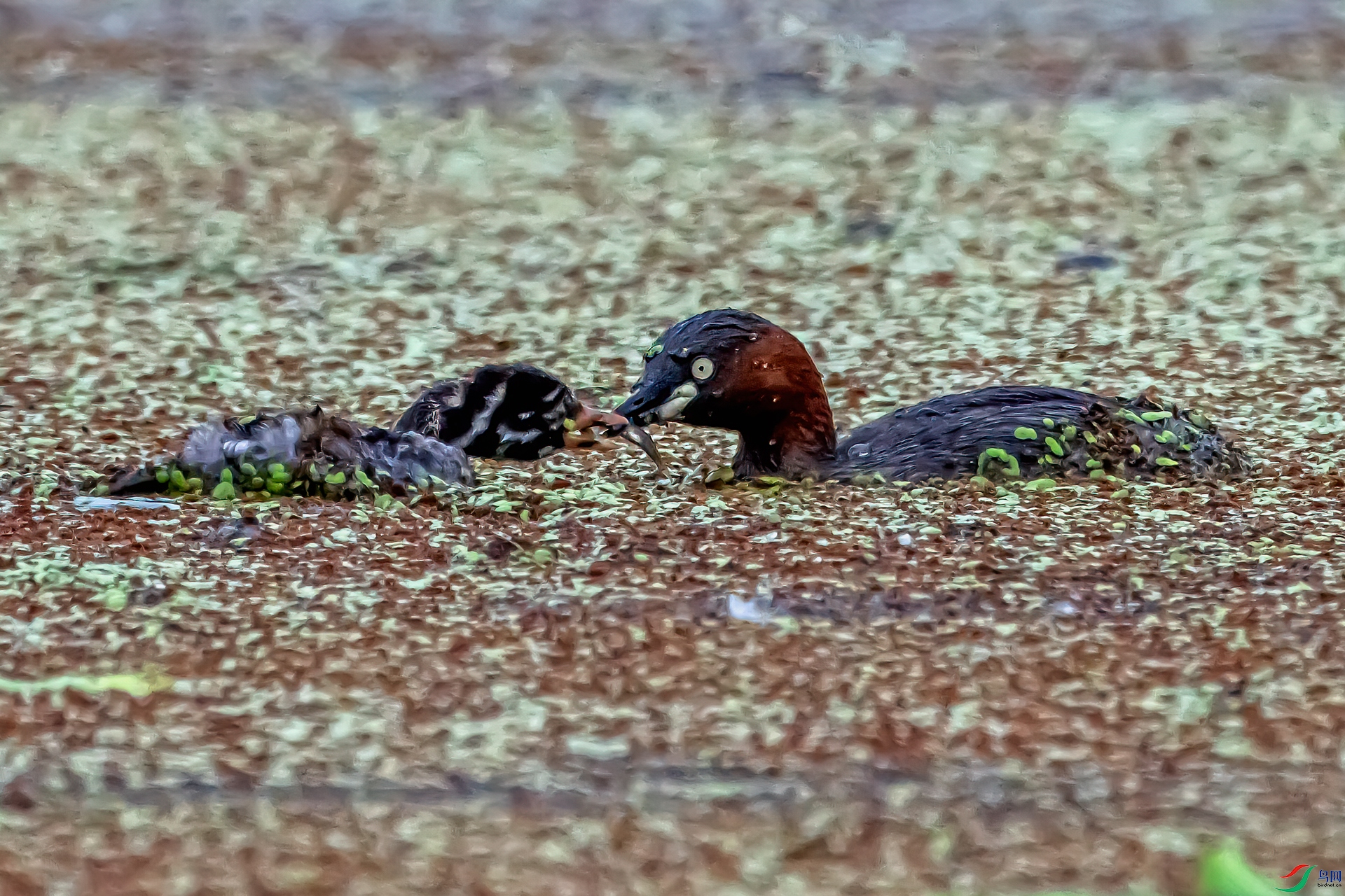 DSC_5454-11.jpg