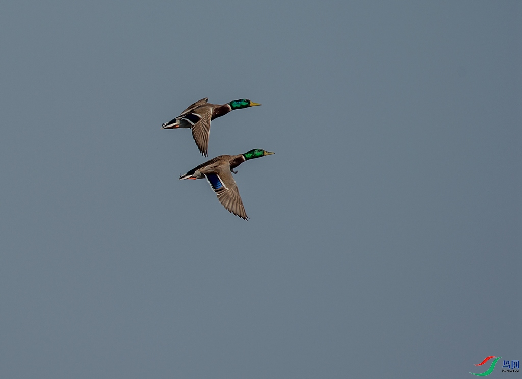 _DSC9909.jpg