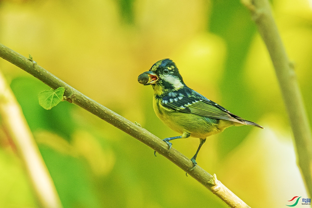 DSC_4416-����ǿ.jpg