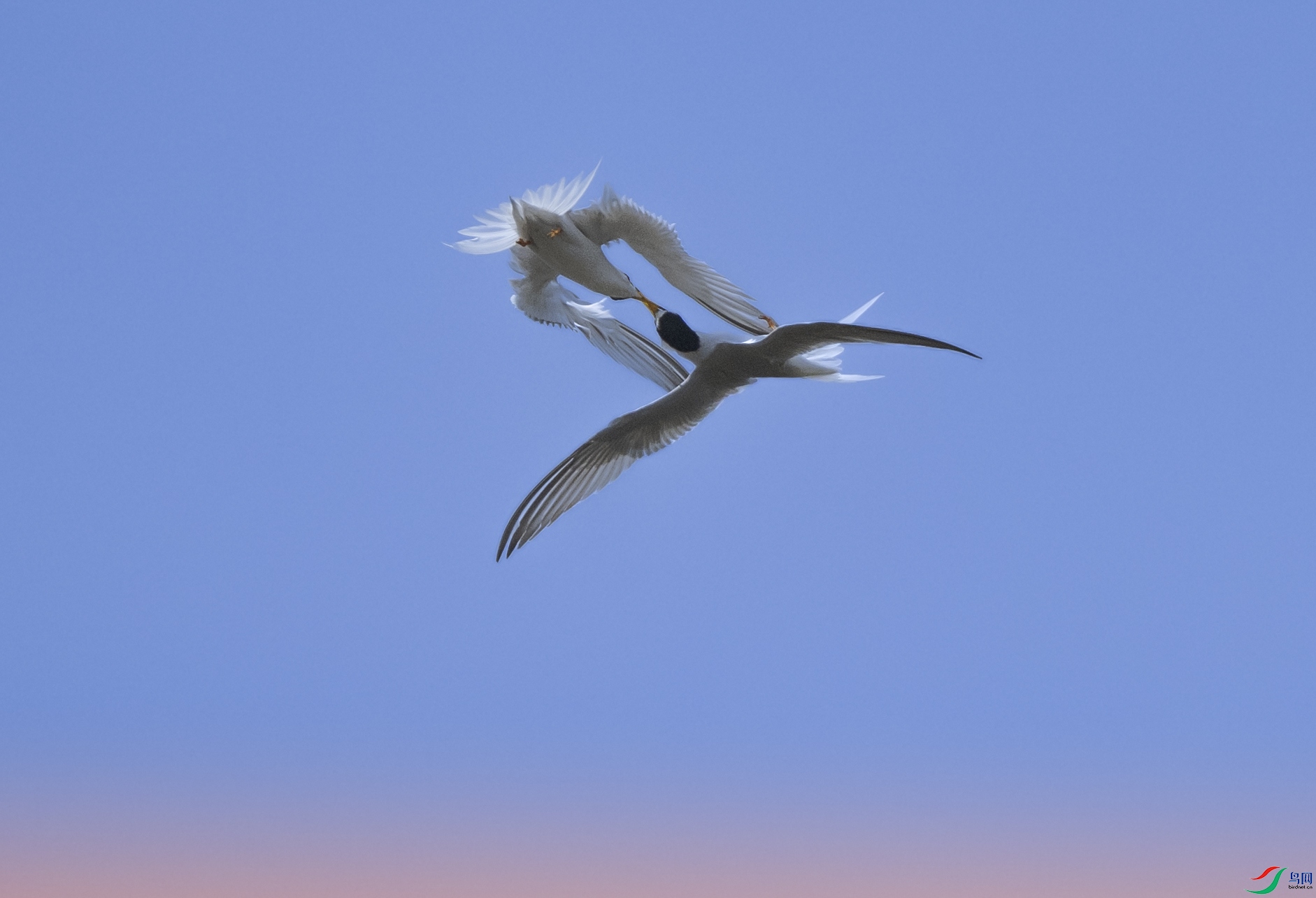 DSC_9455-3.jpg