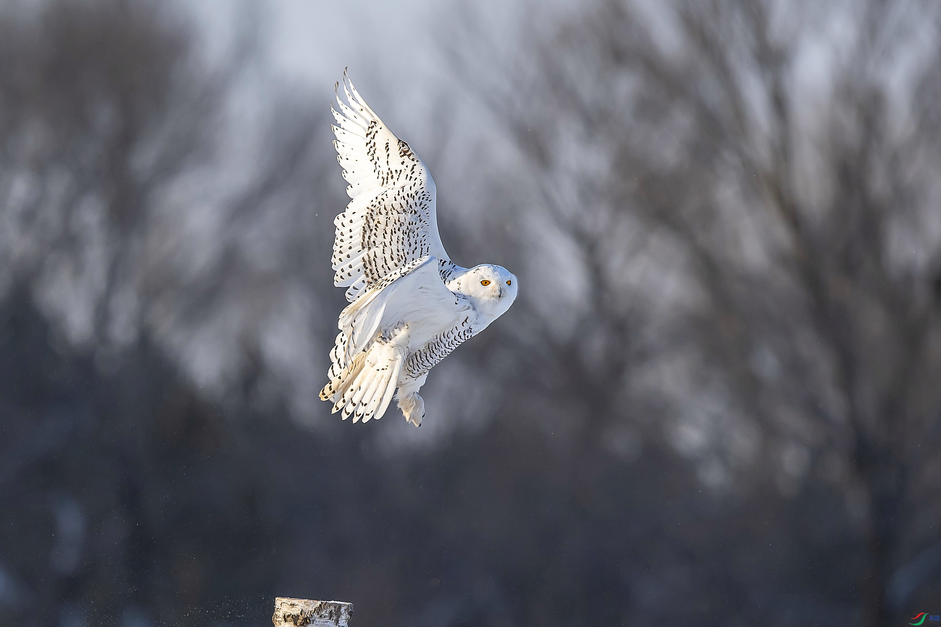 DSC_7593.jpg