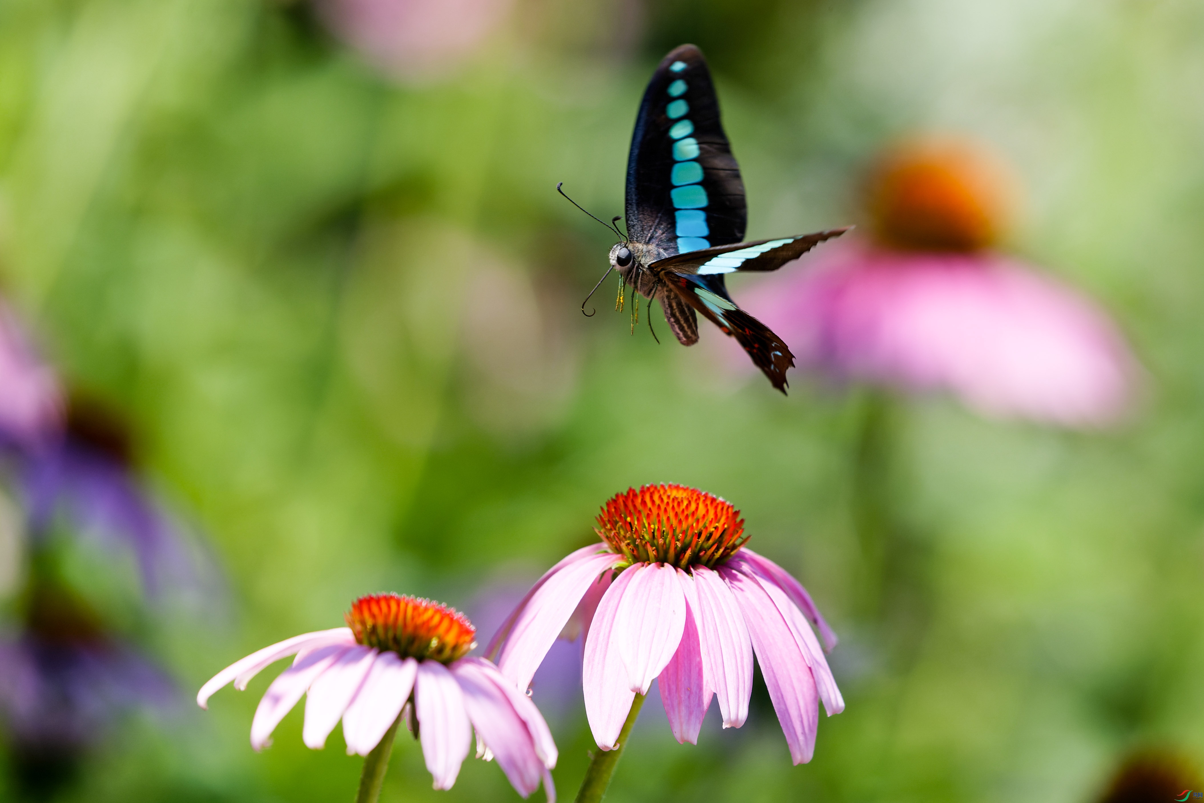 1DX_3593-CR2_DxO_DeepPRIME-1.jpg