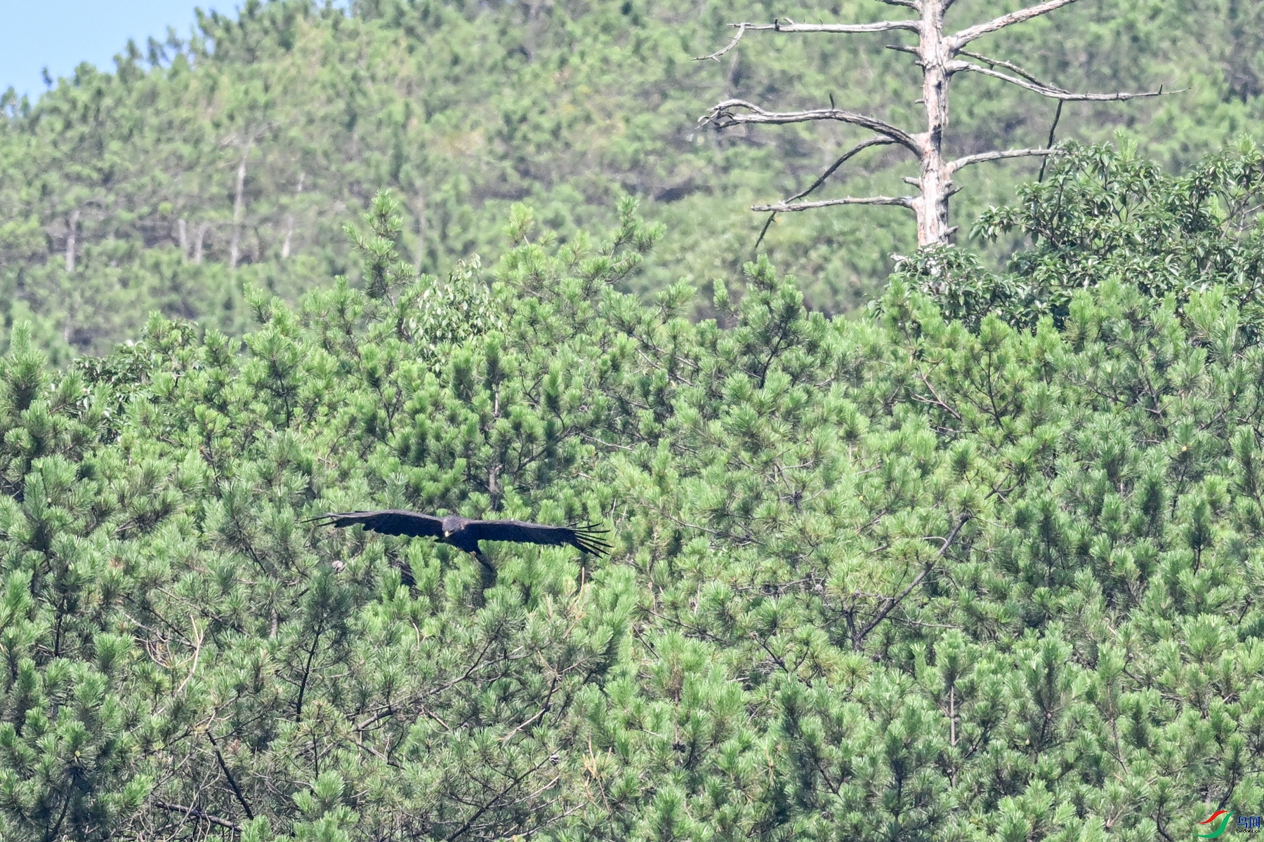 DSC_4436.JPG