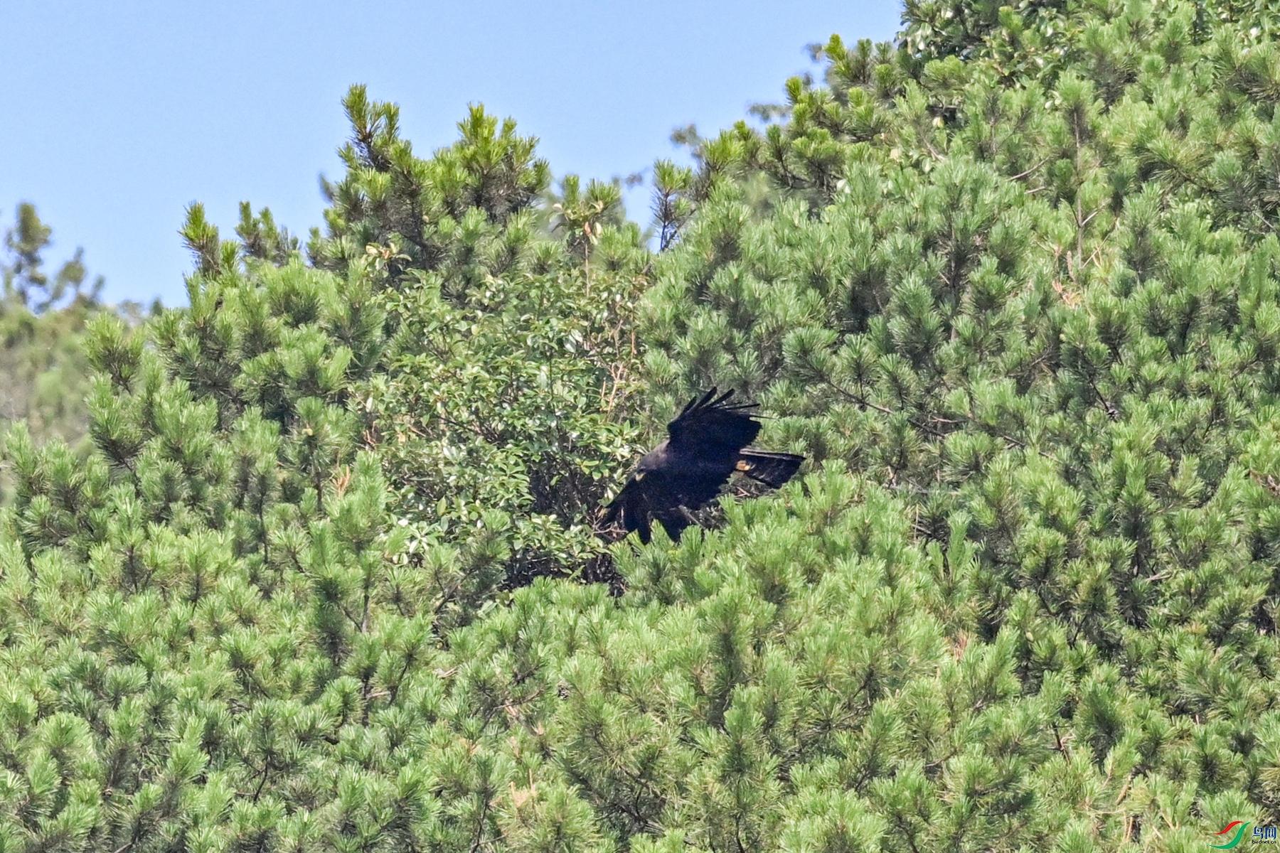 DSC_4433.JPG