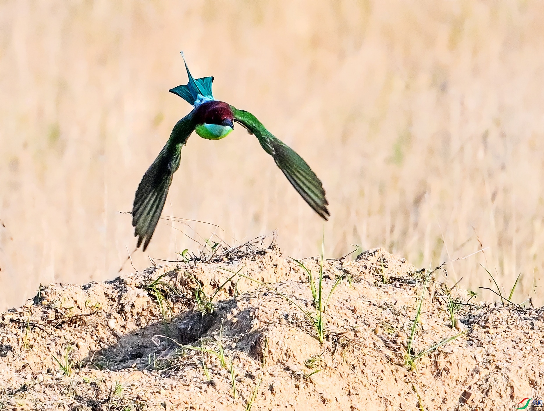 DSC_1441�ͷ�.jpg