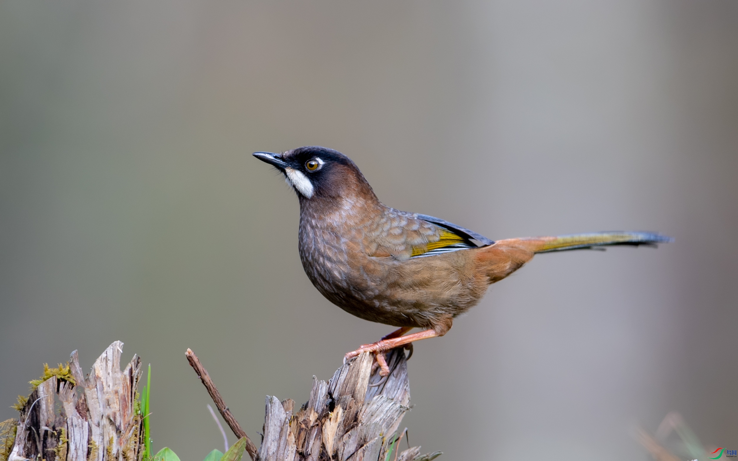 DSC_0897-1.jpg