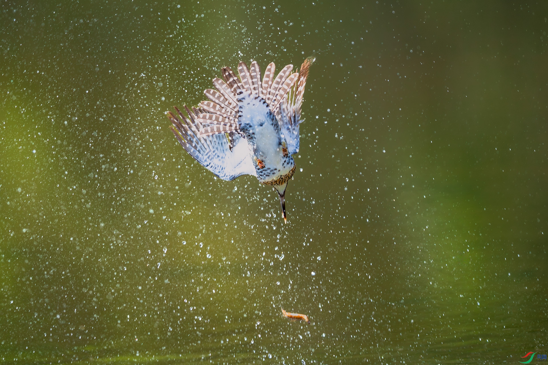 DSC_3779.jpg