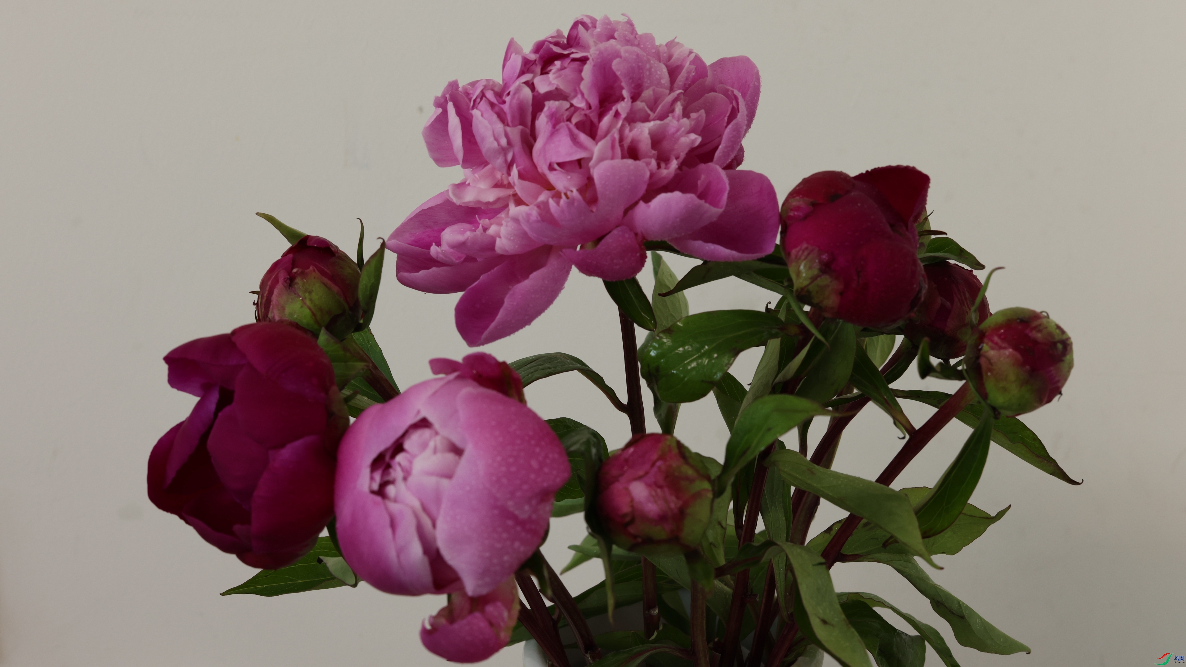4K2A8438 ��ҩ��.jpg