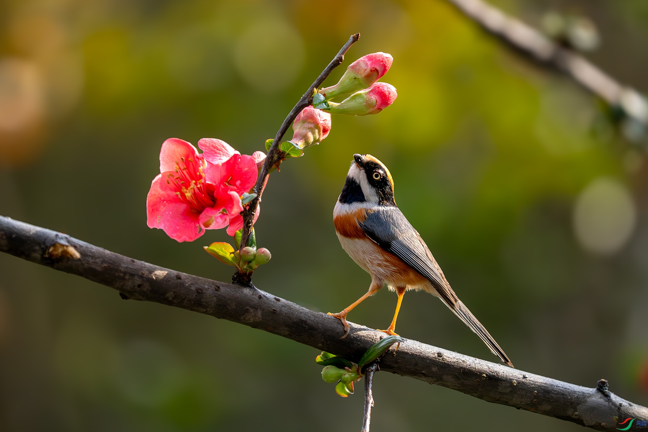 P2010483-����ǿ-NR��ͷ��βɽȸ.jpg