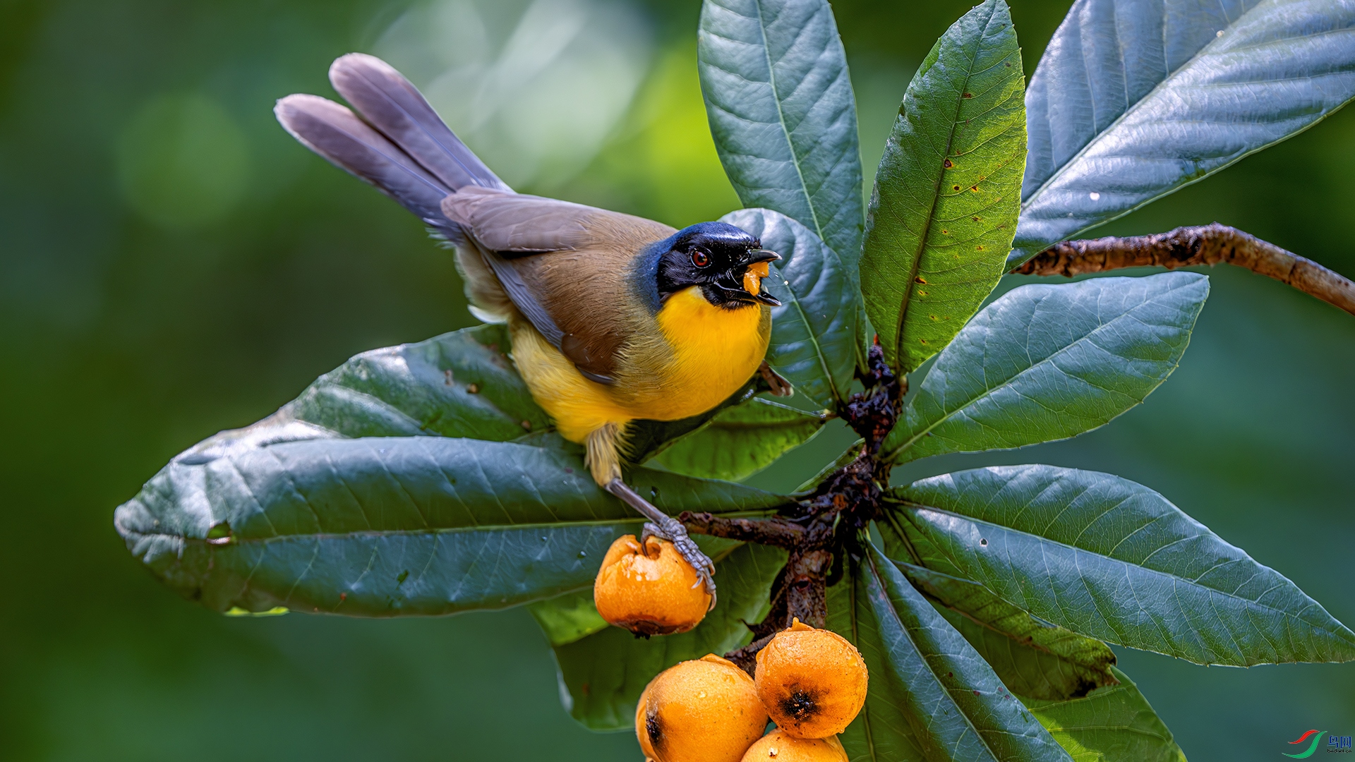 DSC_1520-����ǿ-NR ����.jpg