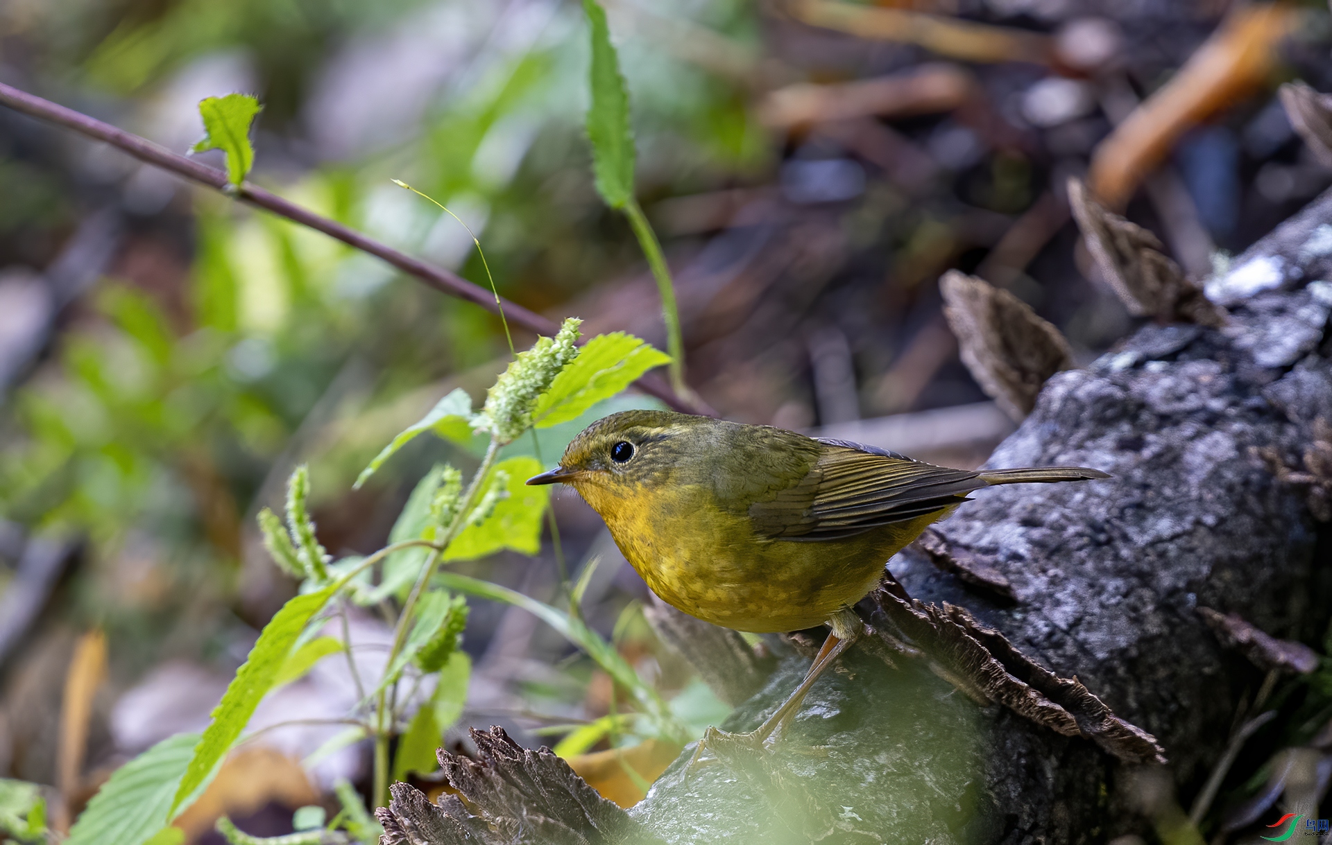 DSC_9316.jpg