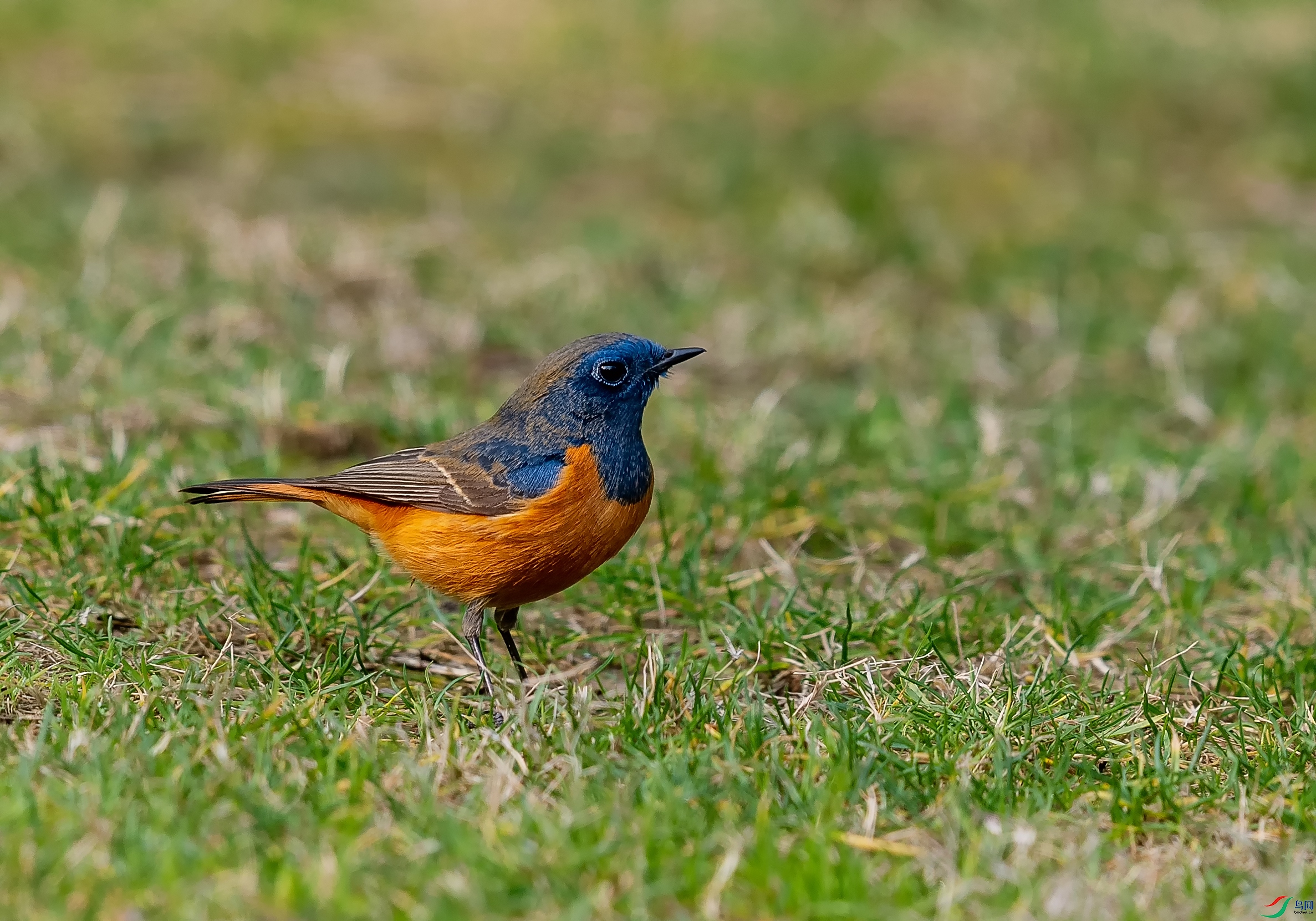 DSC_7413-1.jpg