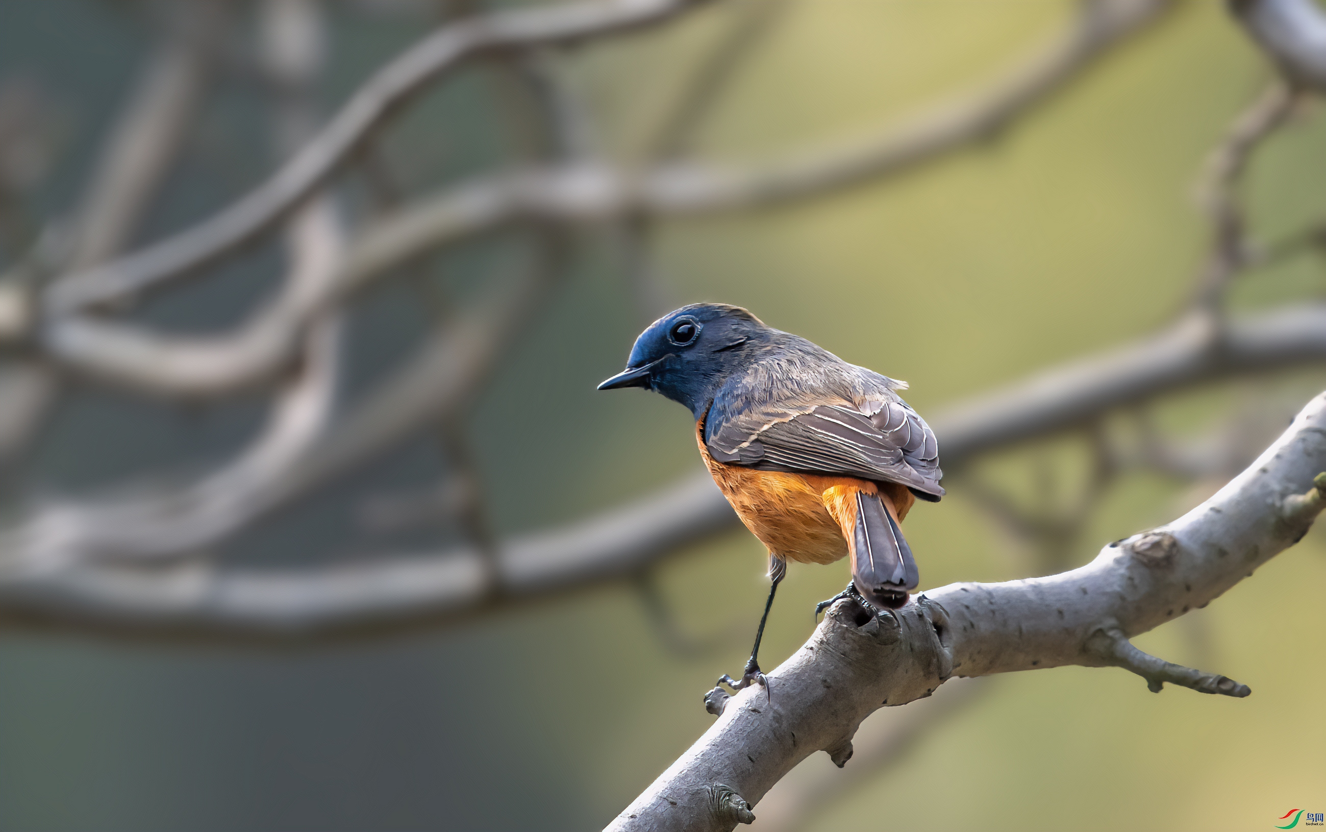 DSC_7422-1.jpg