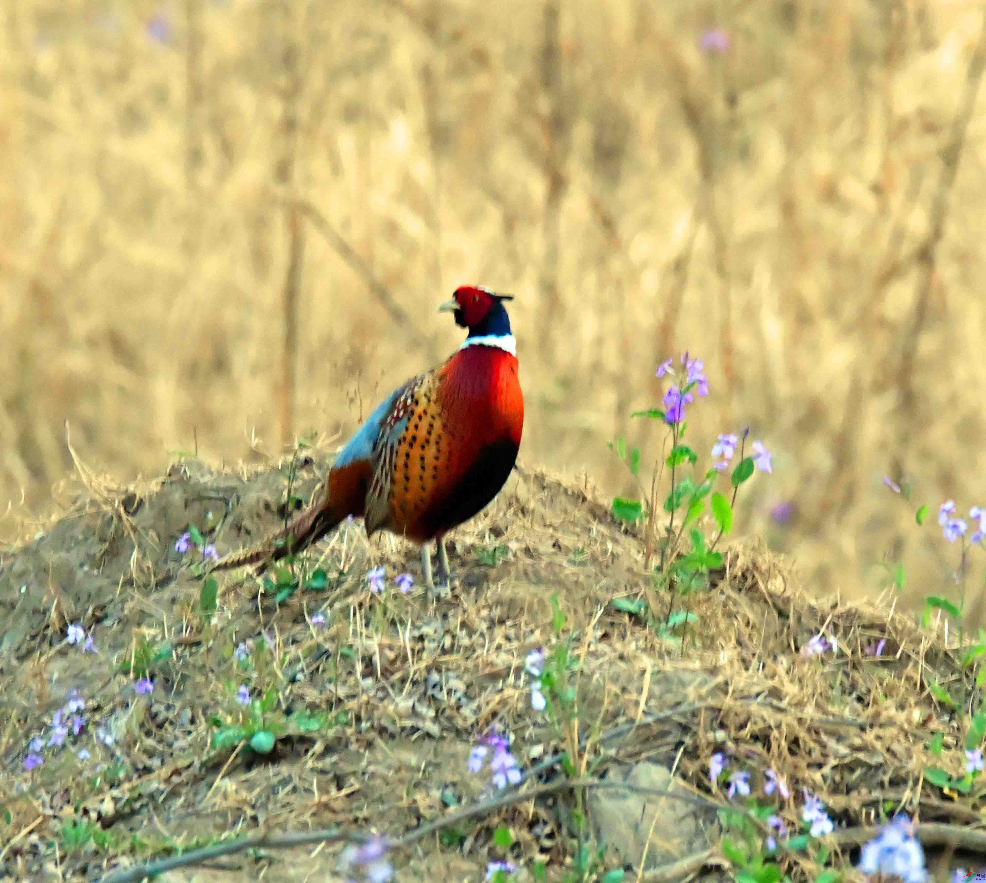DSC_2457.JPG