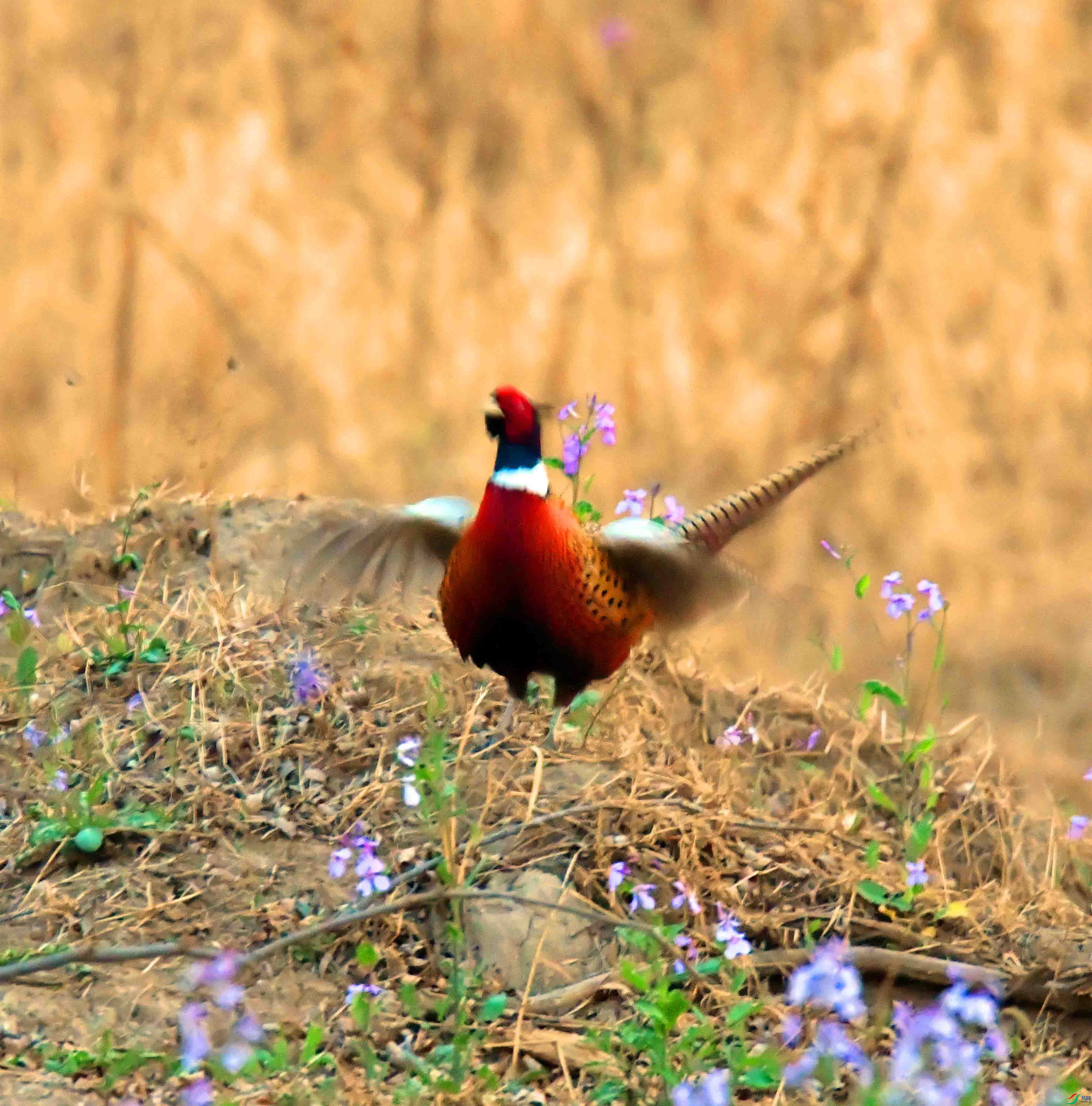 DSC_2476.JPG