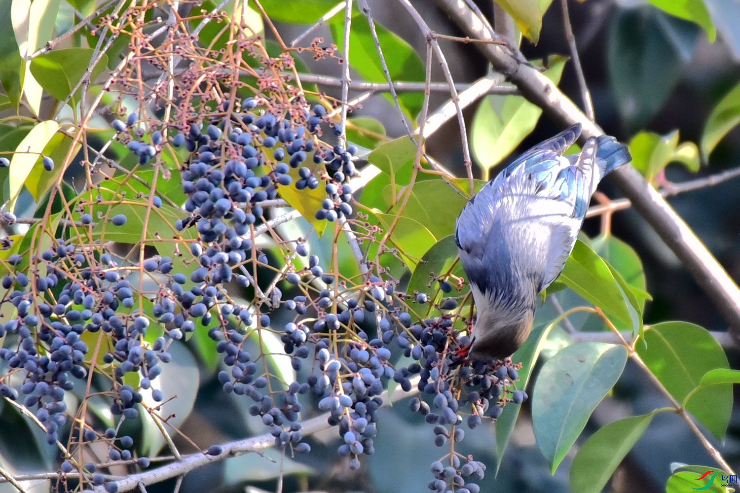 DSC_9816.JPG