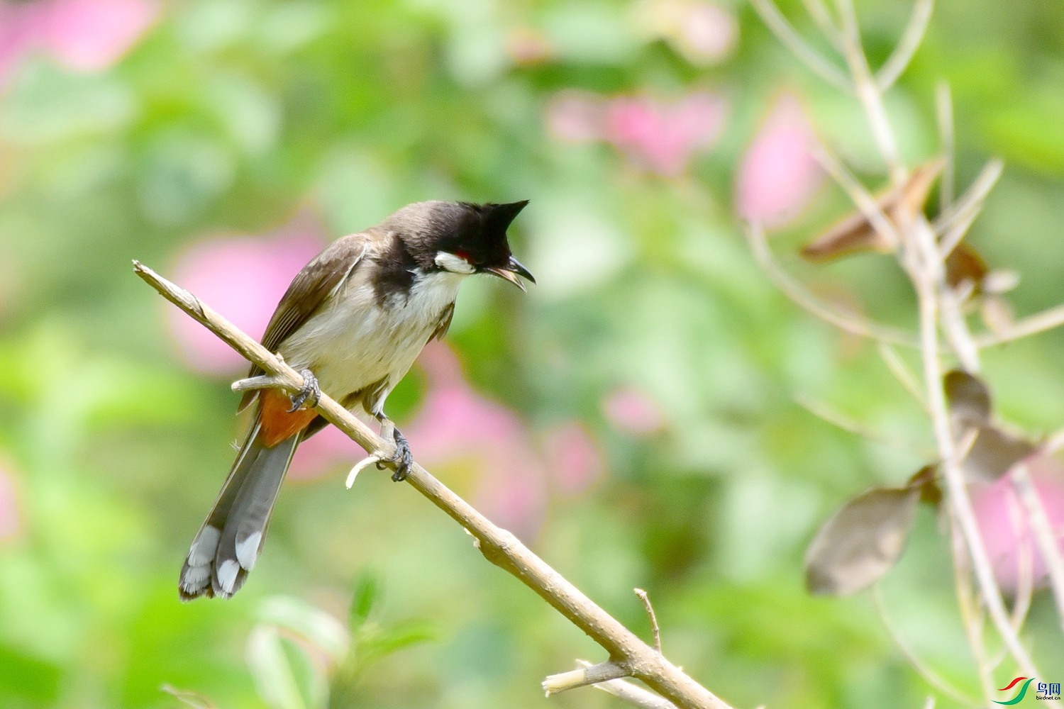 DSC_1861.JPG
