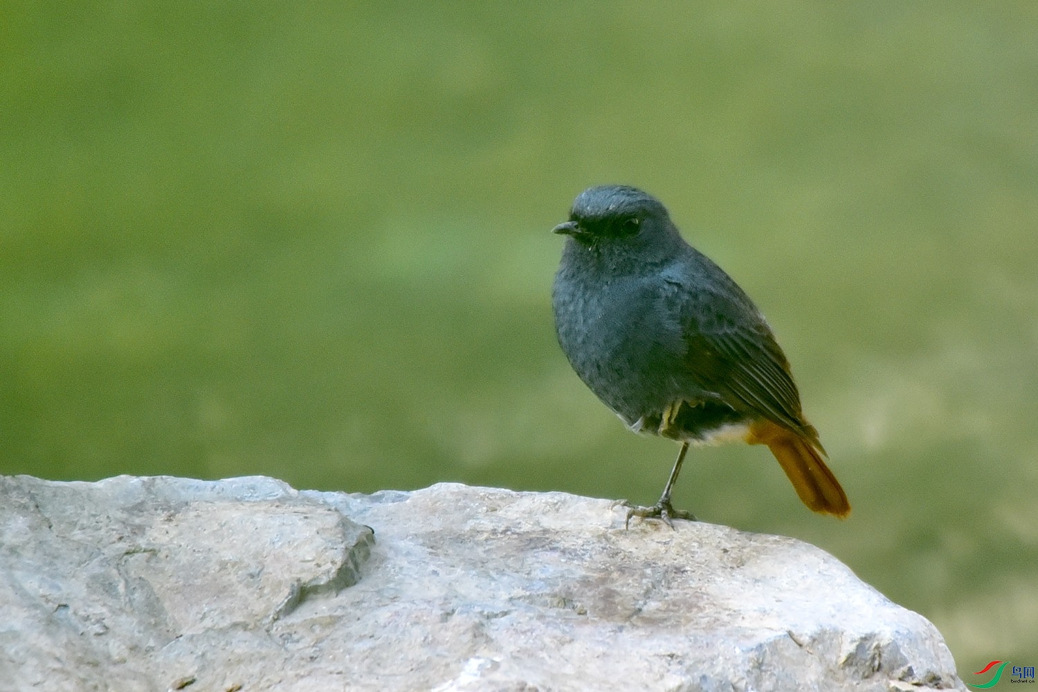DSC_7336.JPG