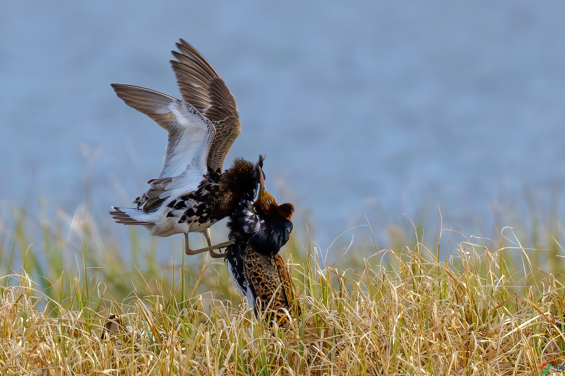 DSC_6289-D.jpg