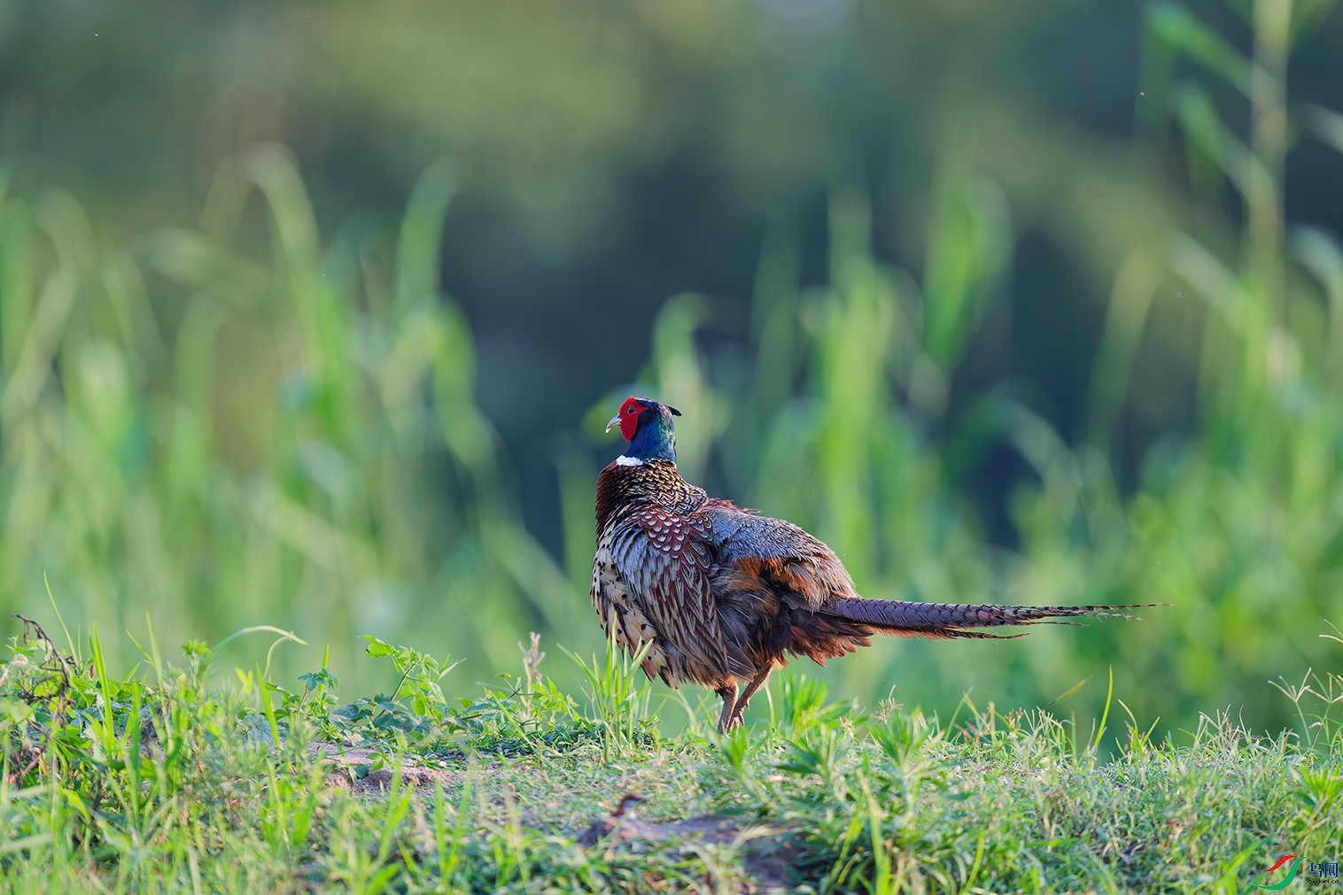DSC_7550_DxO_DxOa.jpg