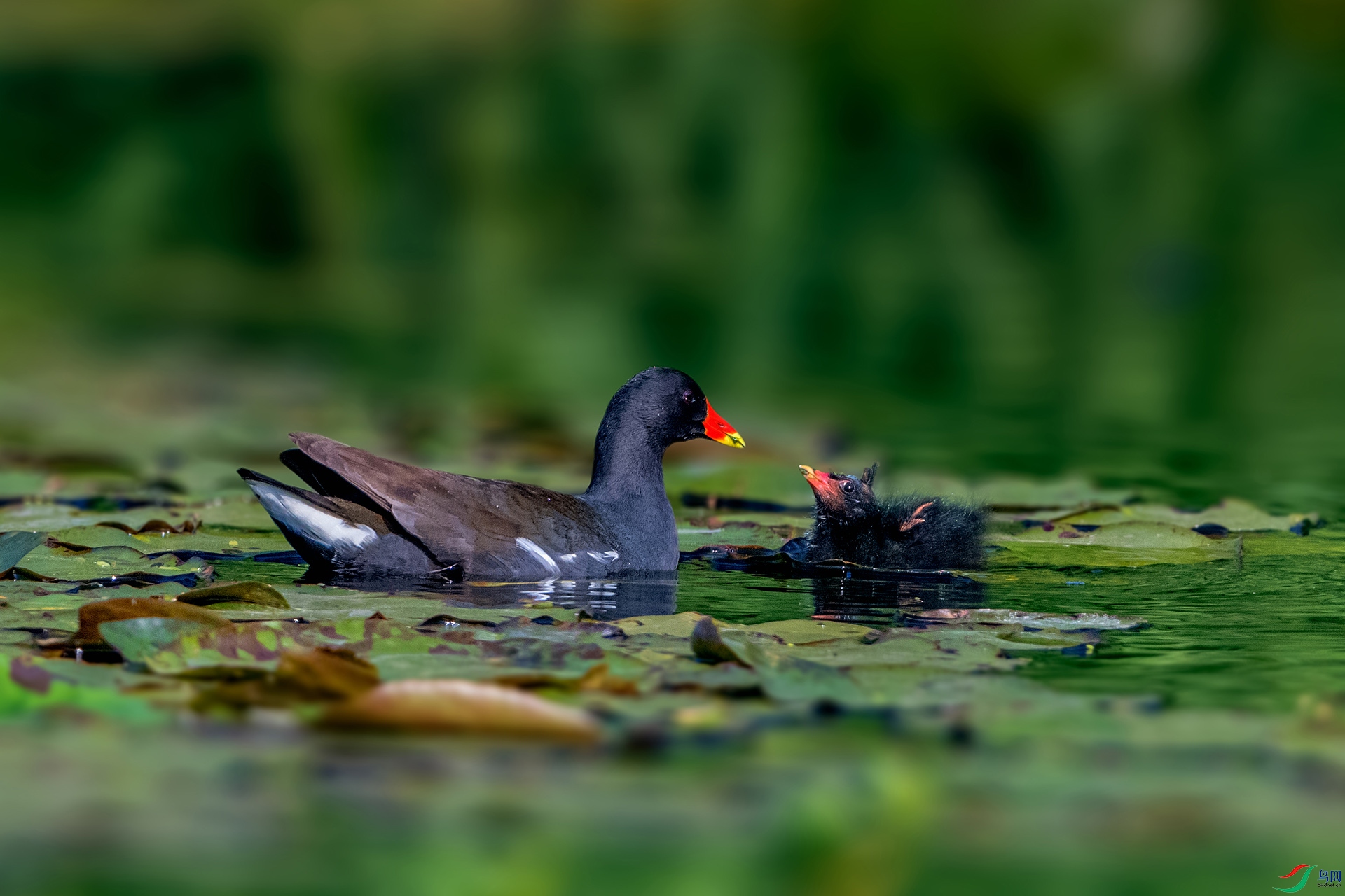 _AUU0234 ��ˮ��(26.3.31).jpg
