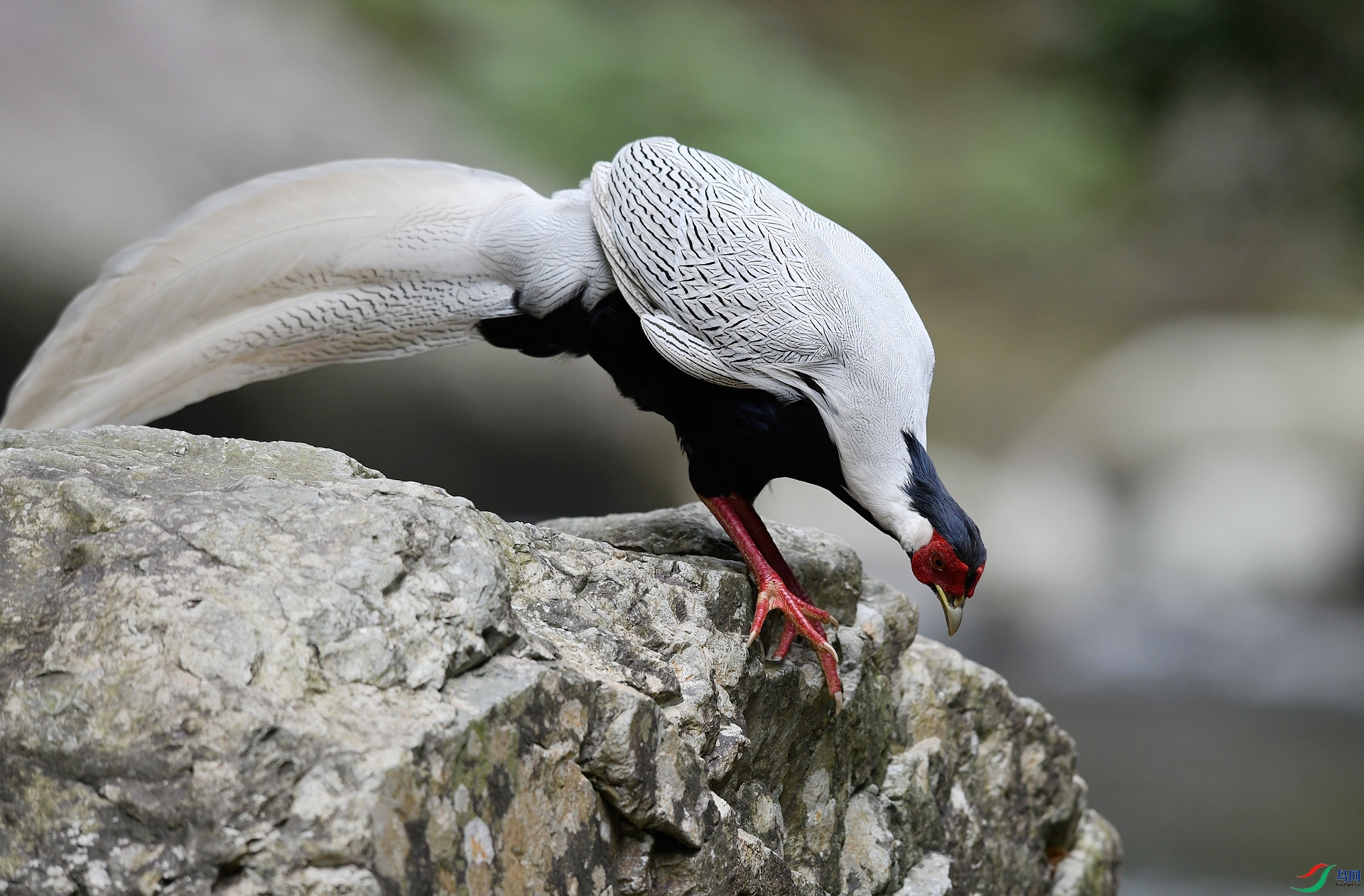 DSC_5424.jpg