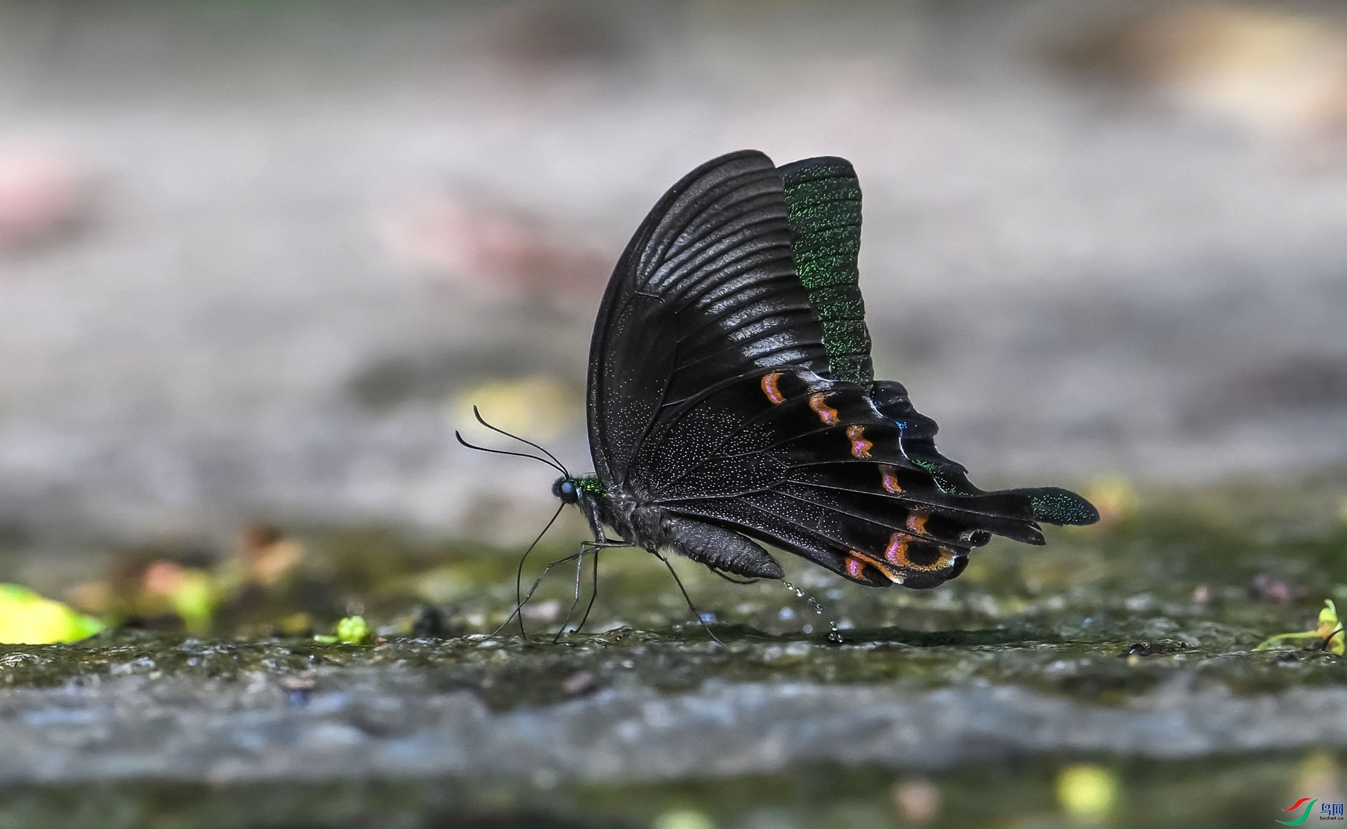 DSC_3040_1_����.jpg