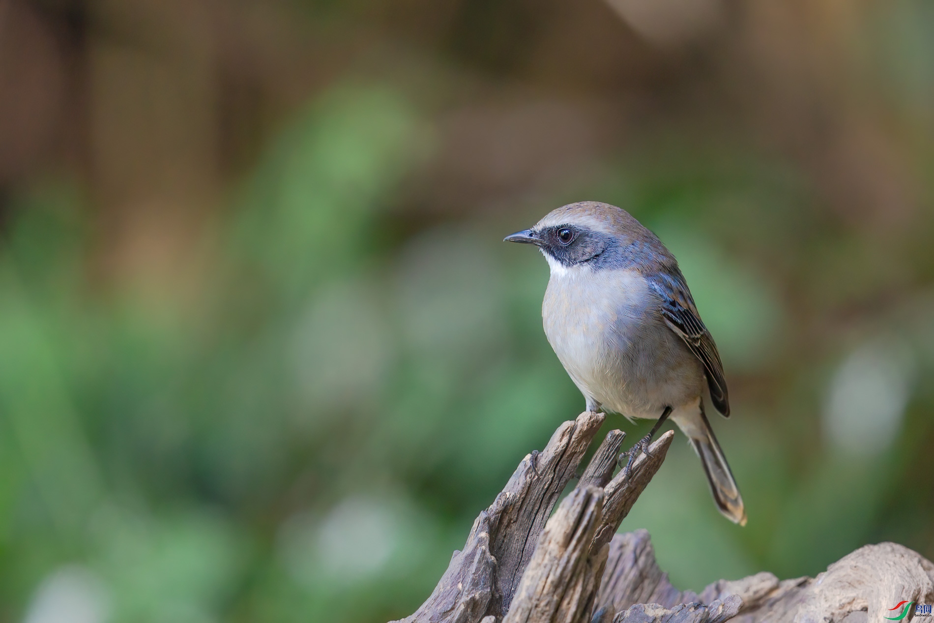 AQ4P2336-1.jpg