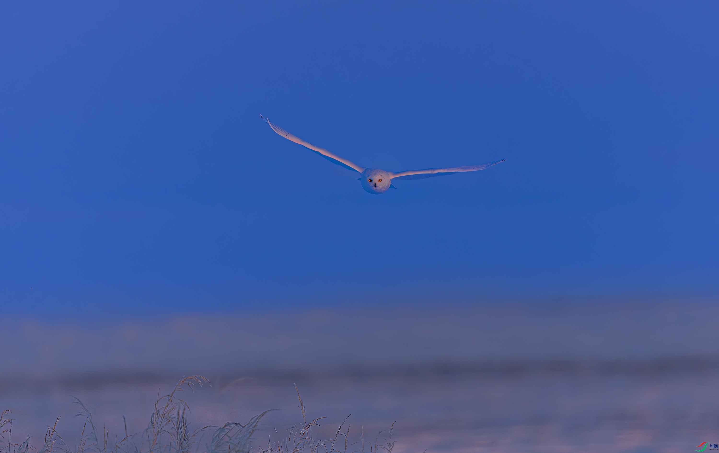 _72A4241-����ǿ-NR.JPG