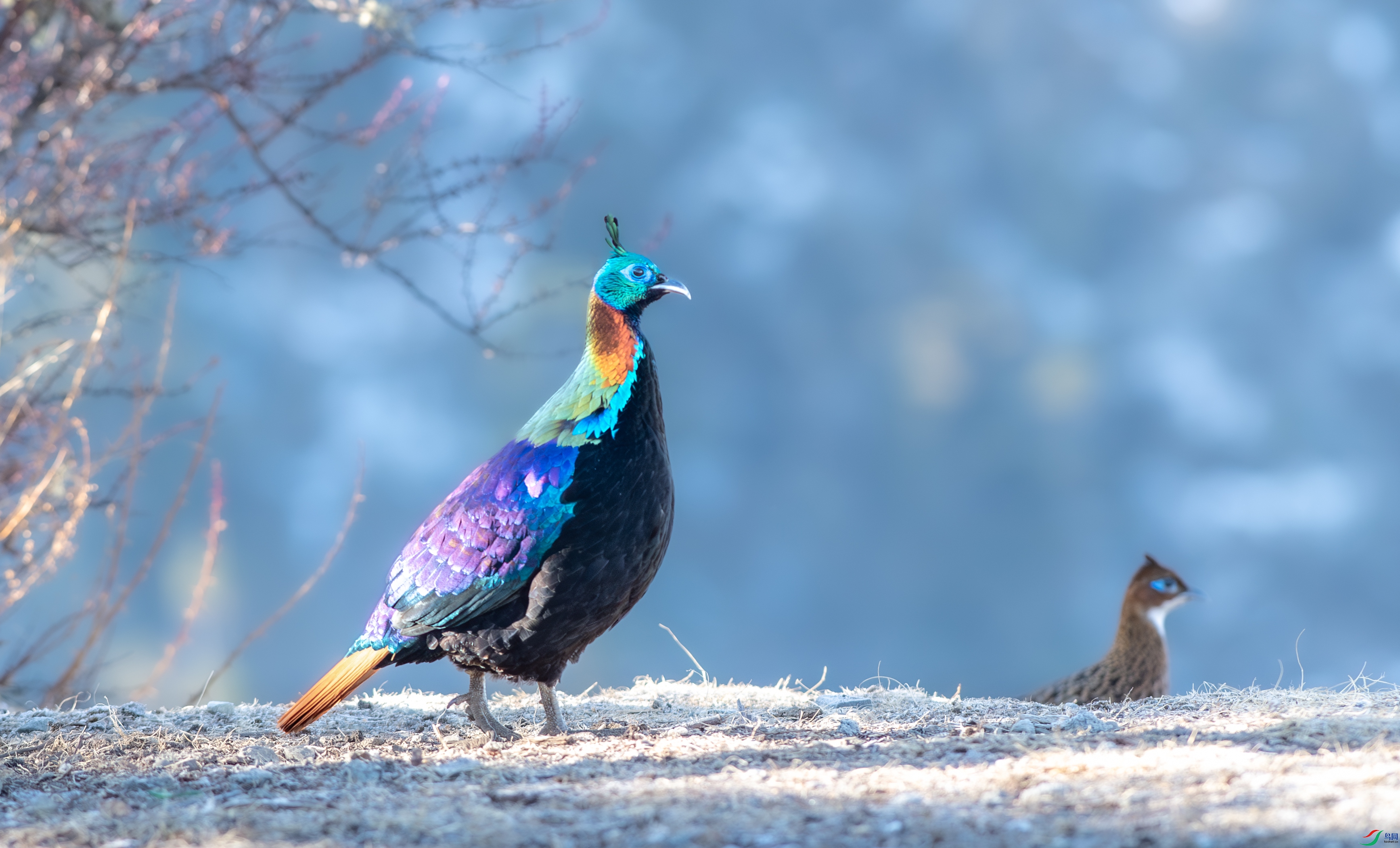 DSC_7457-1.jpg